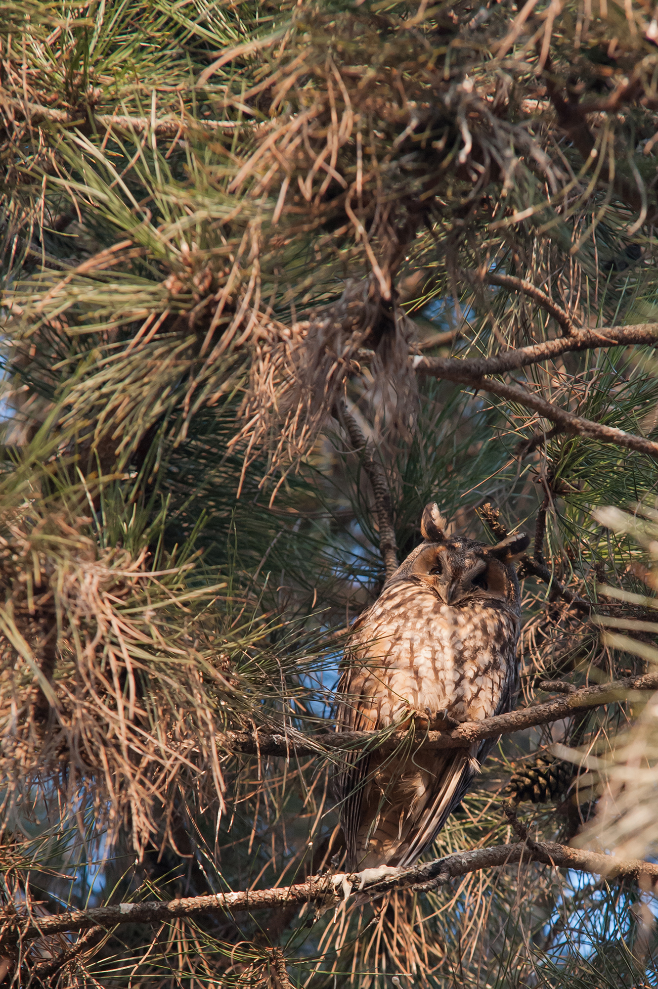 OWL LOOK
