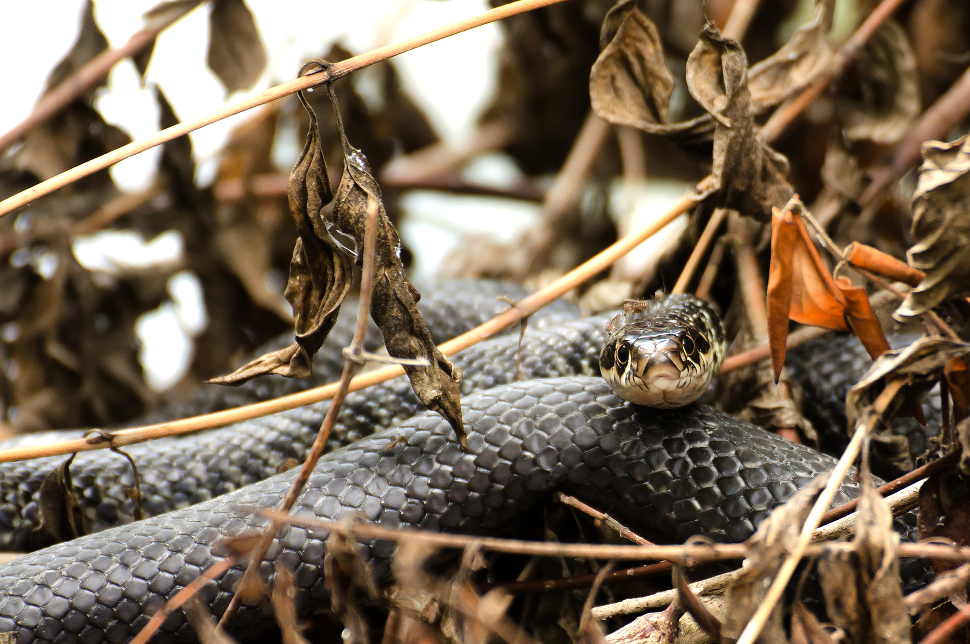THE BIACCO (NERA BISCIA) TORMENTED BY THE ZANZARE