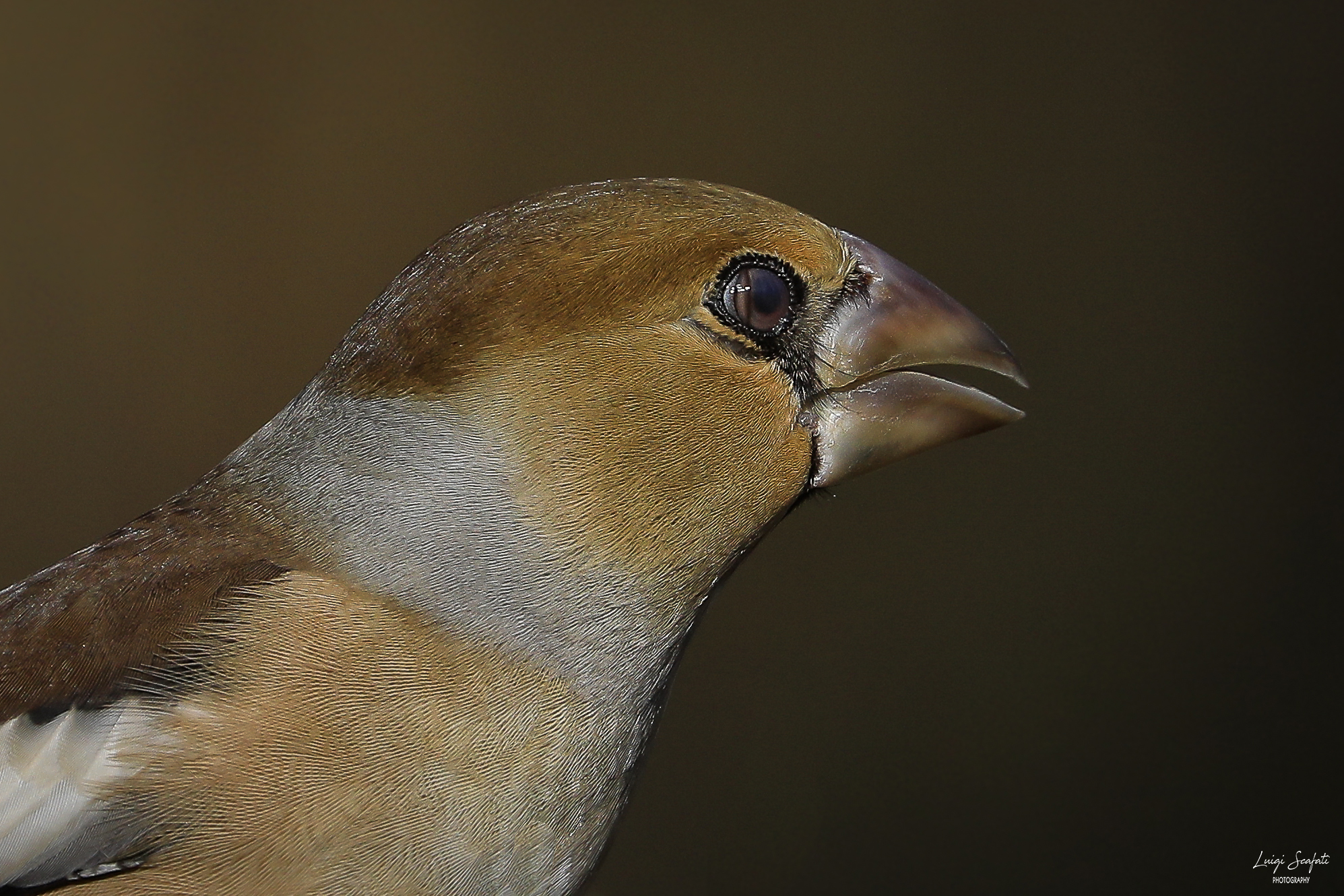 La membrana nittitante del Frosone