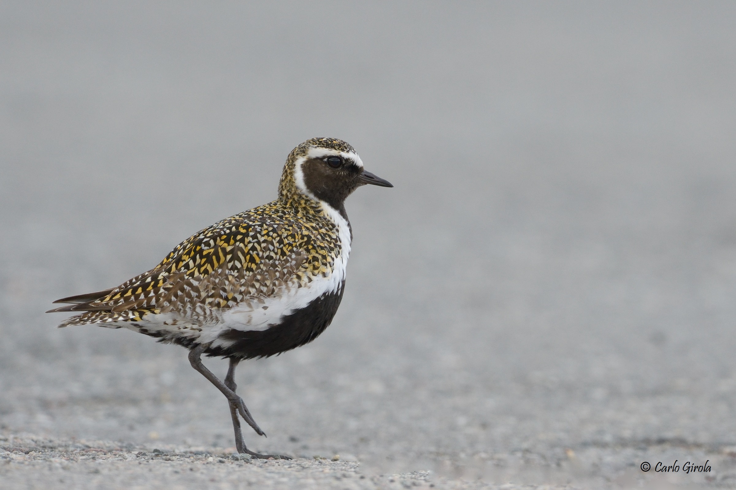 Piviere dorato (Pluvialis apricaria)