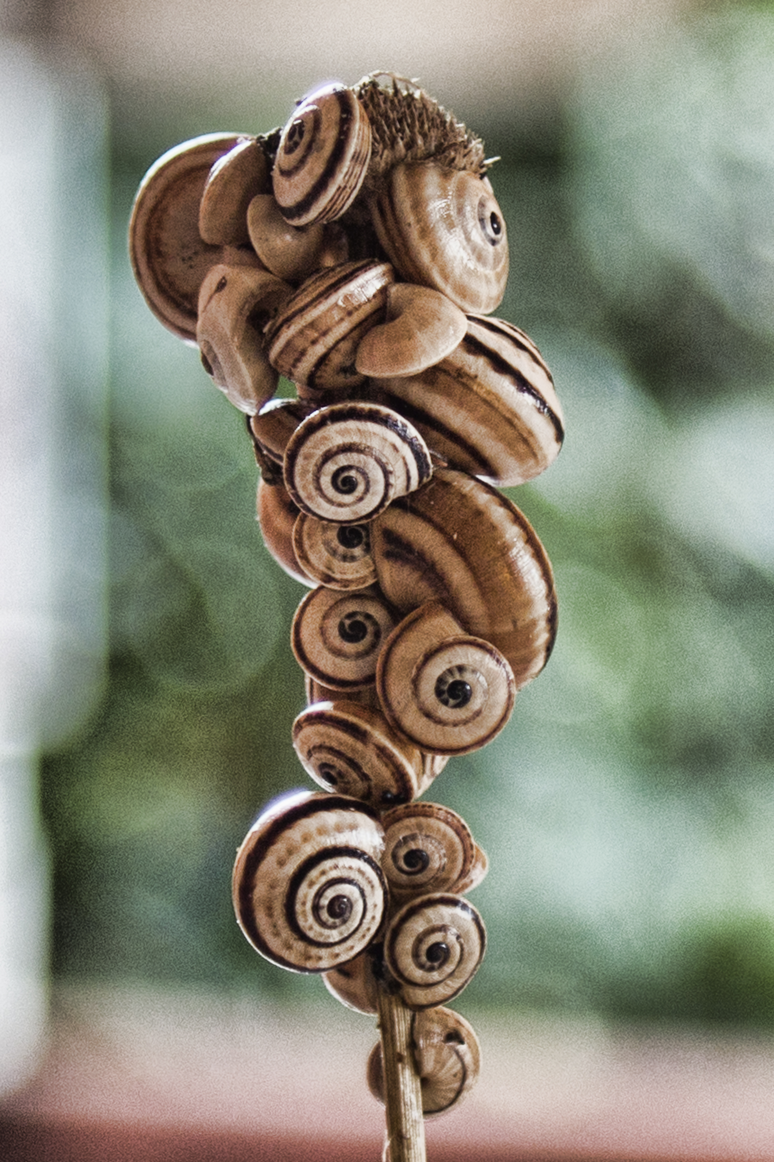 snails tower