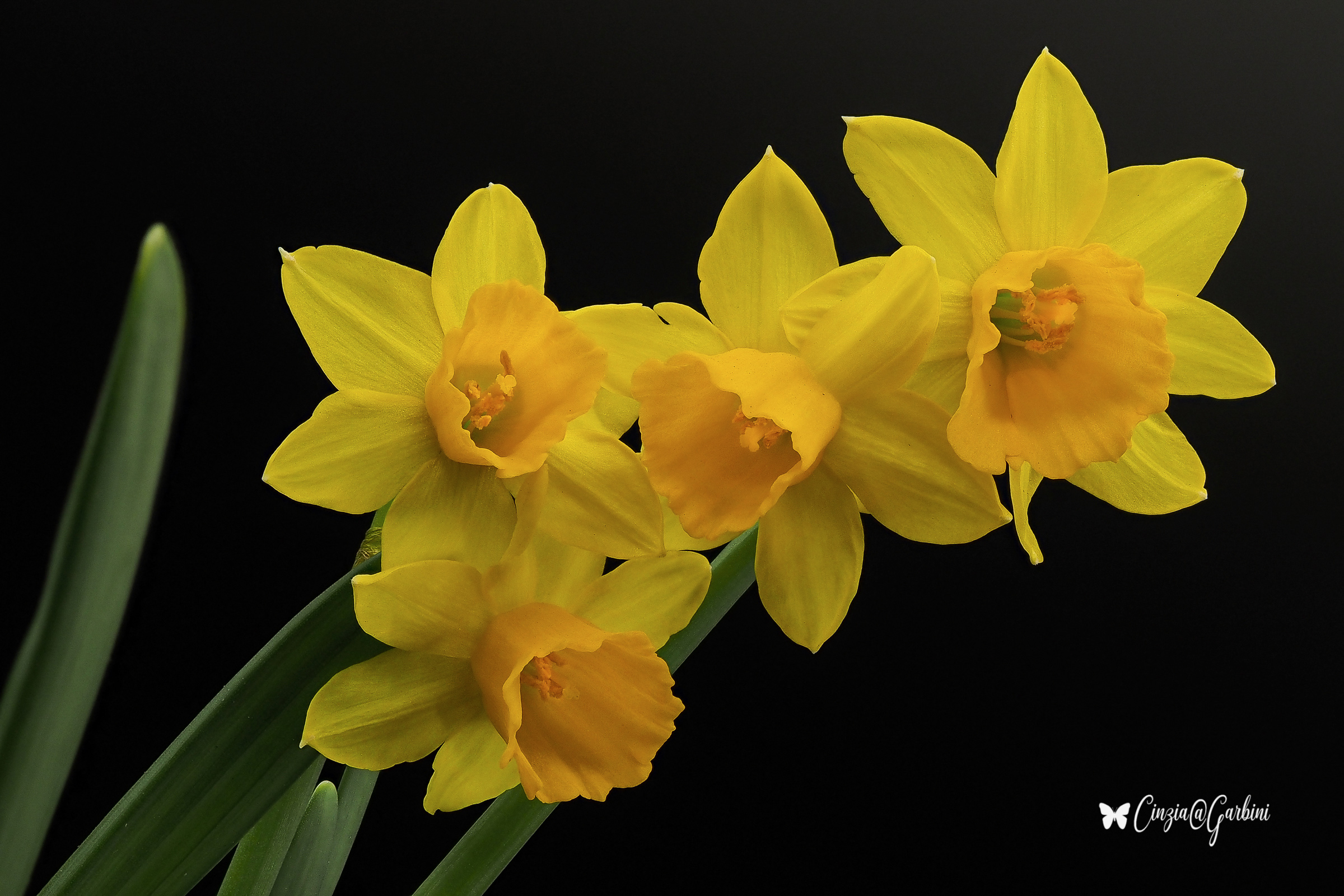 il mio nome e' Vanita'