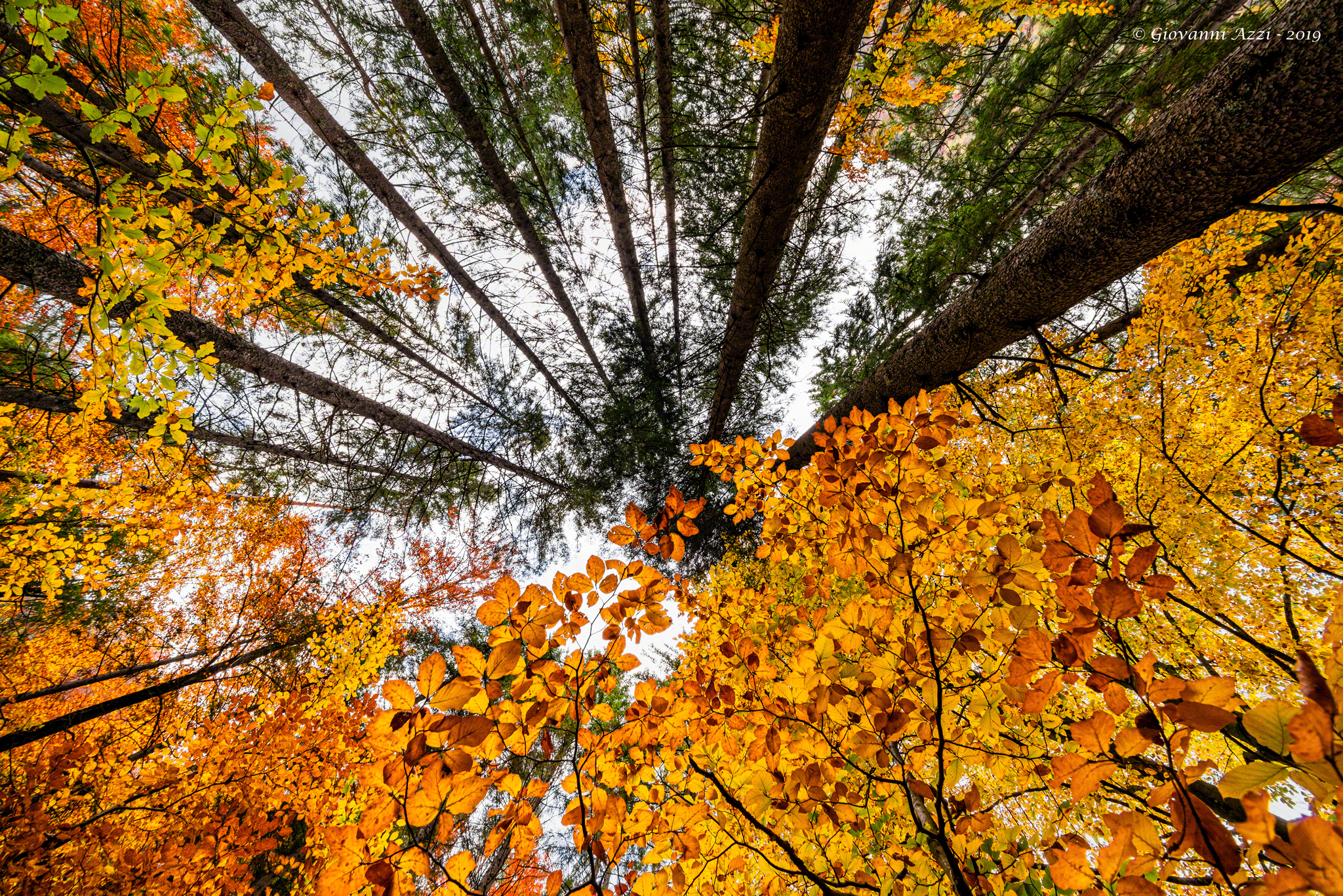 Immersi nel bosco autunnale