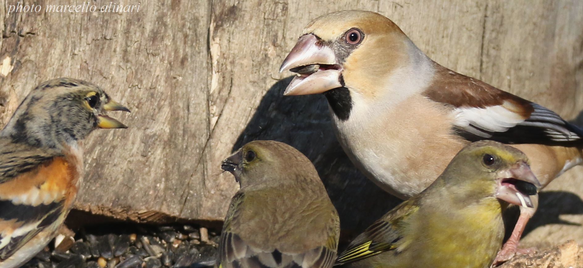 buon appetito - frosone & co.