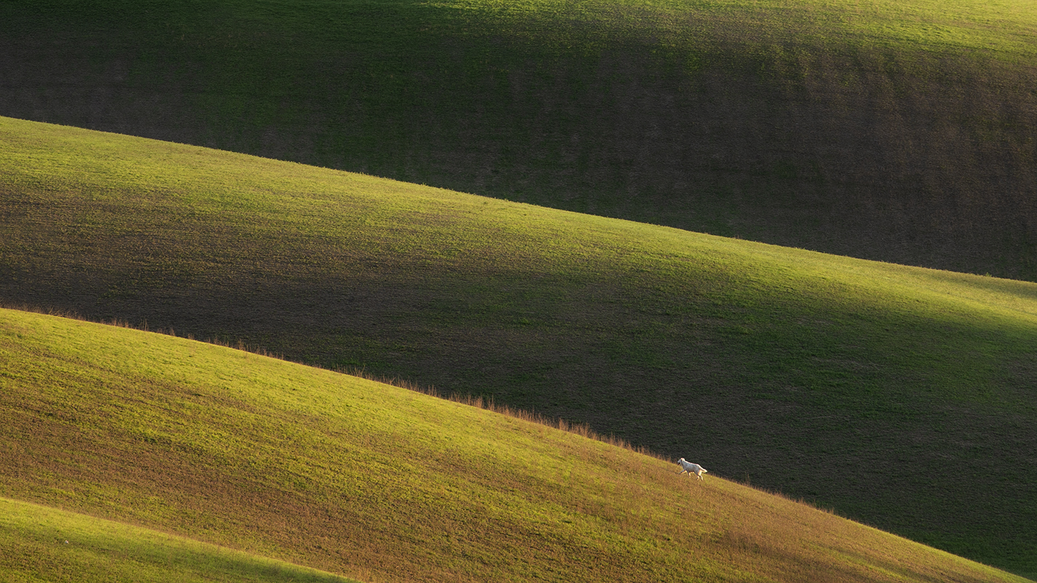 Il cane nella prateria