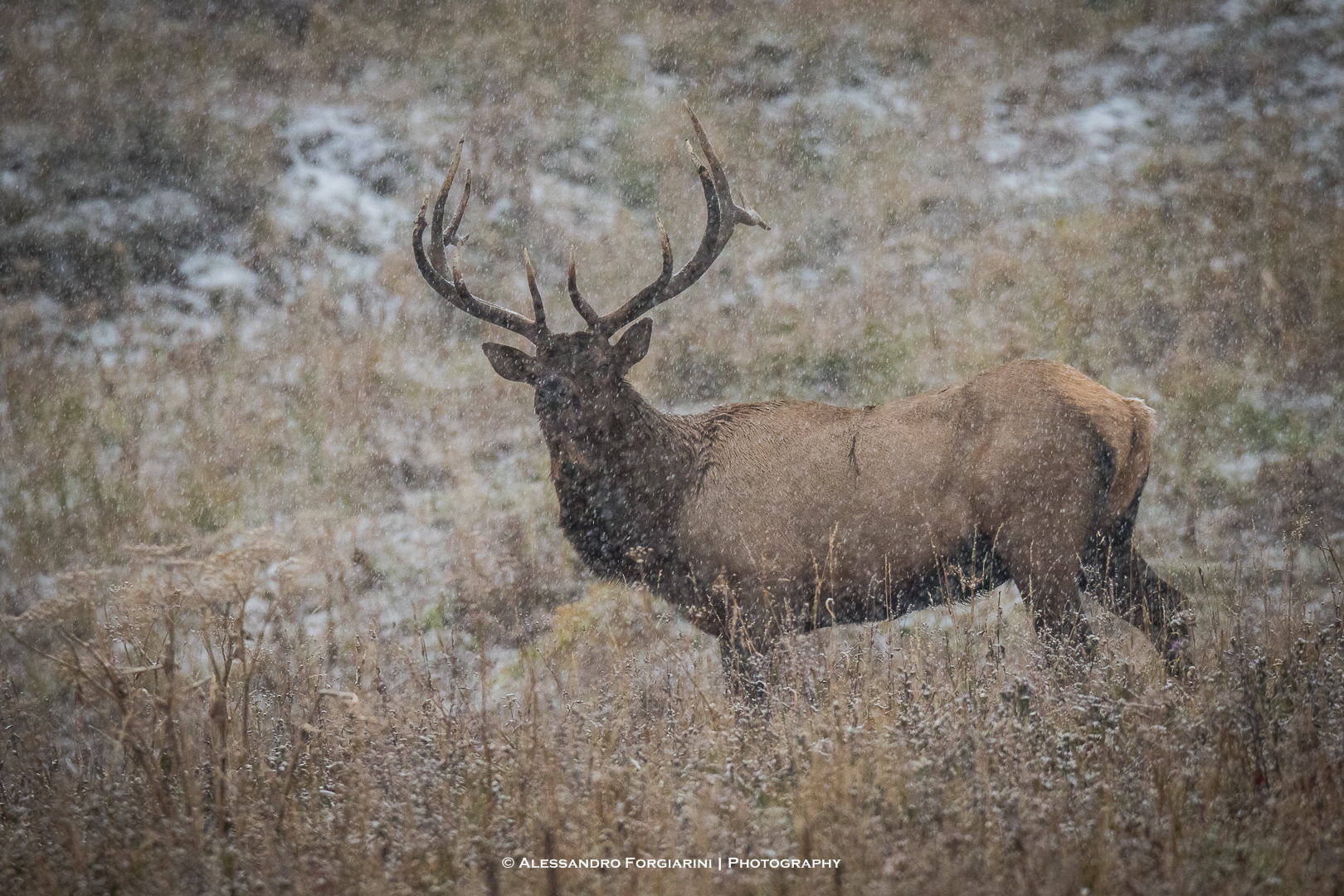 Wapiti