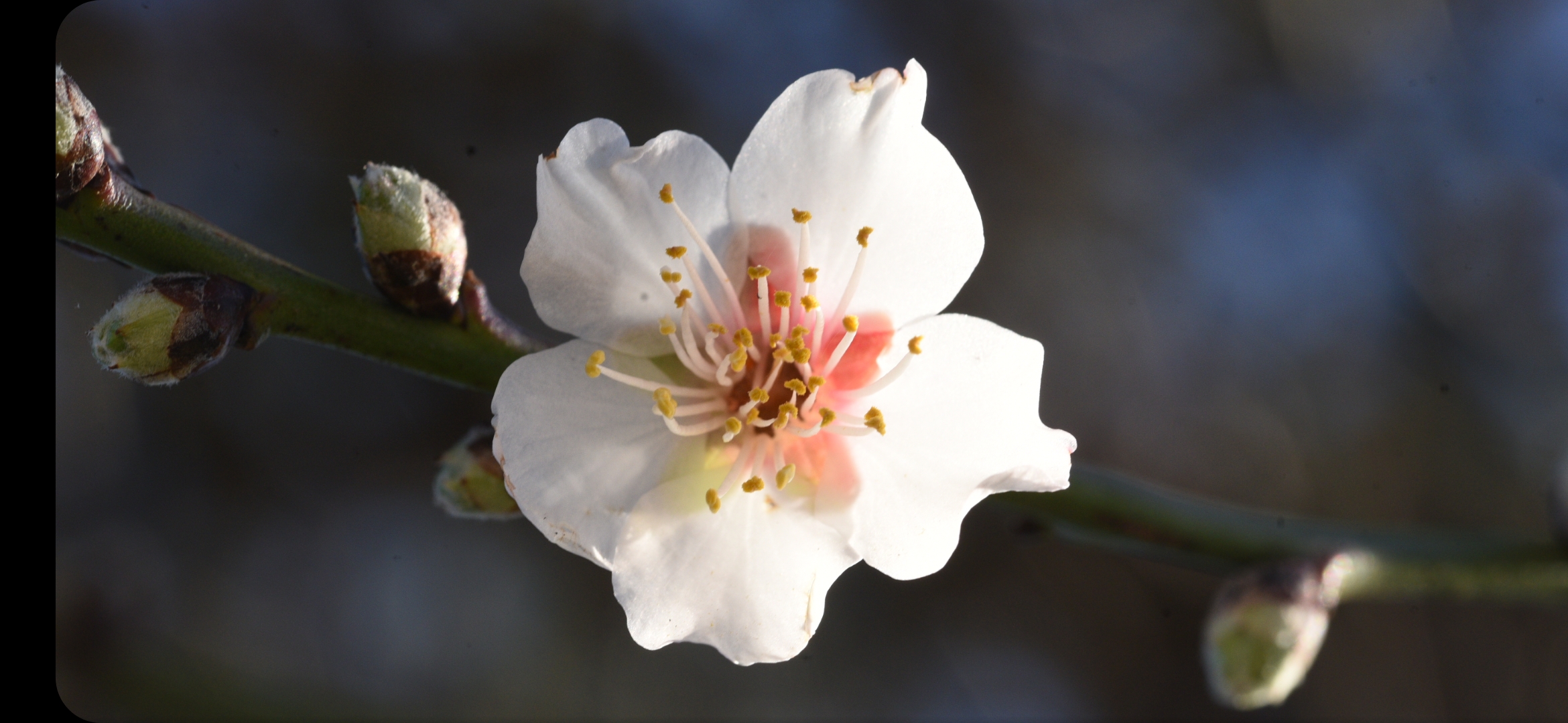 Blossoming in simplicity, has no time