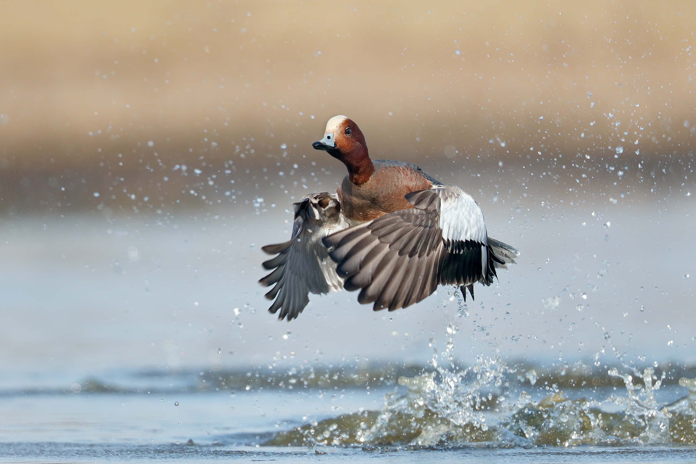 Quando un falco incombe - Fischione