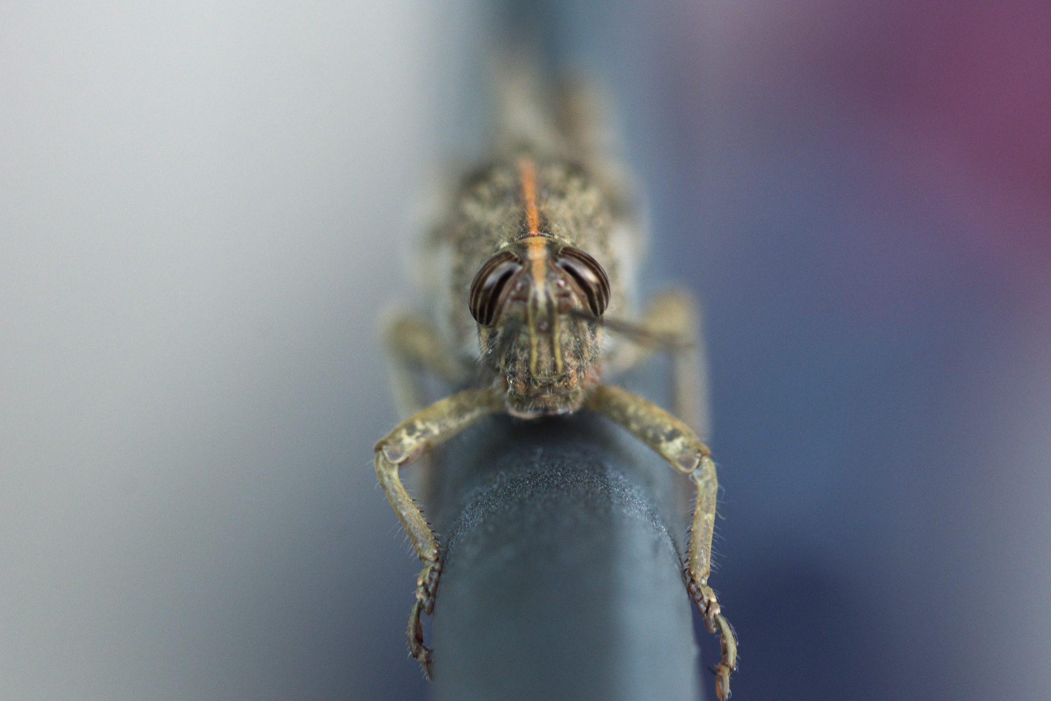 Grasshopper