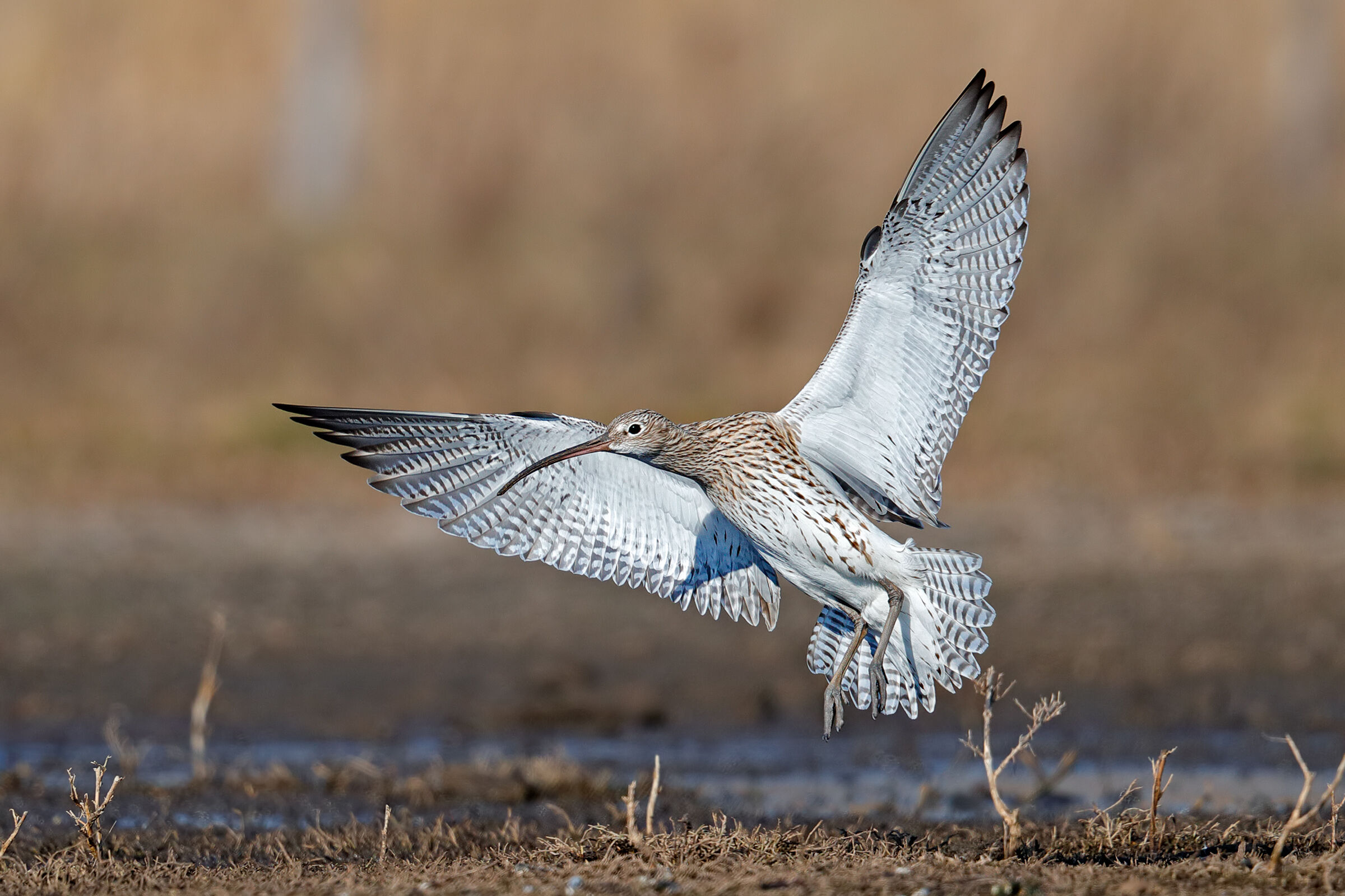The landing of the major snail