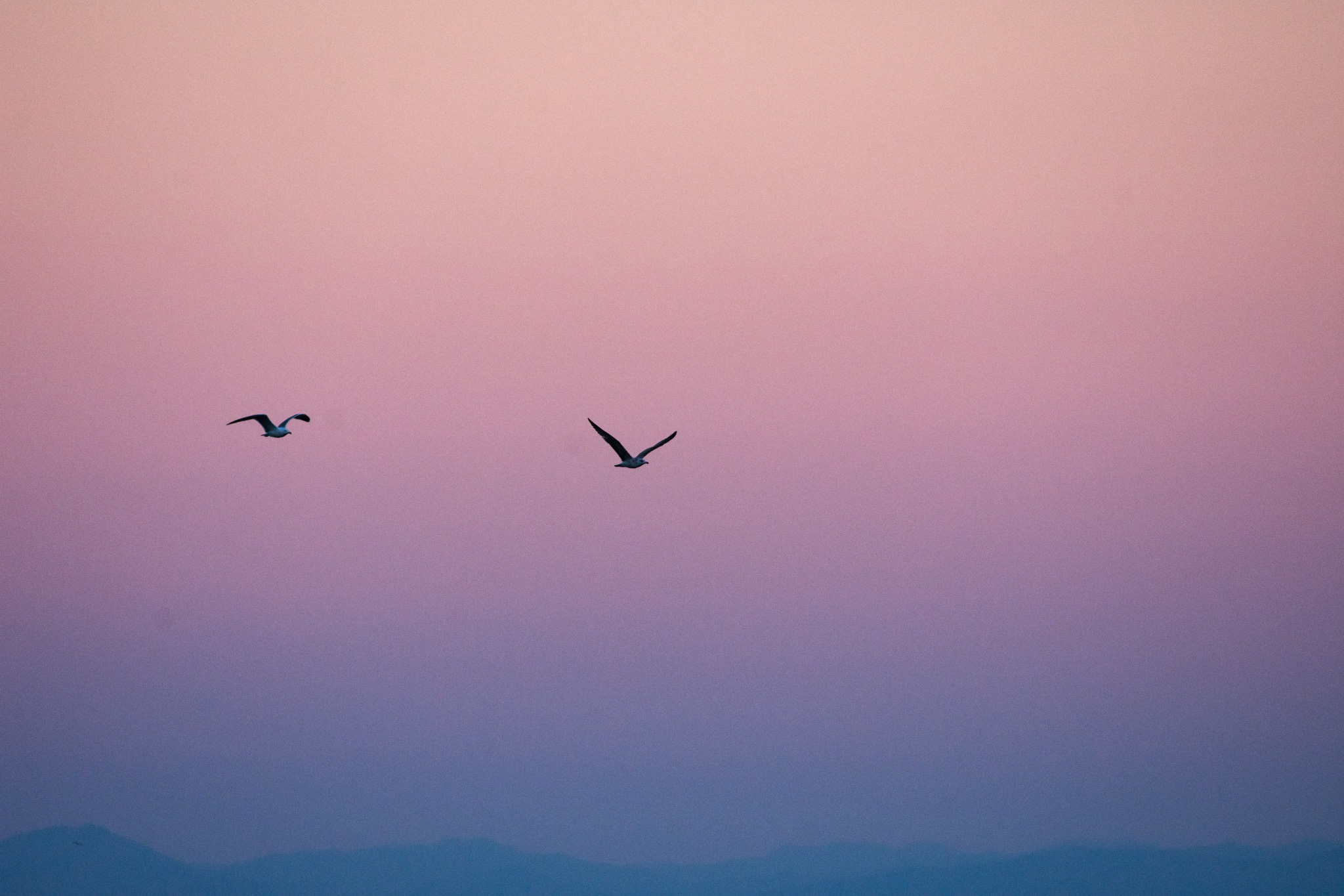 Seagulls