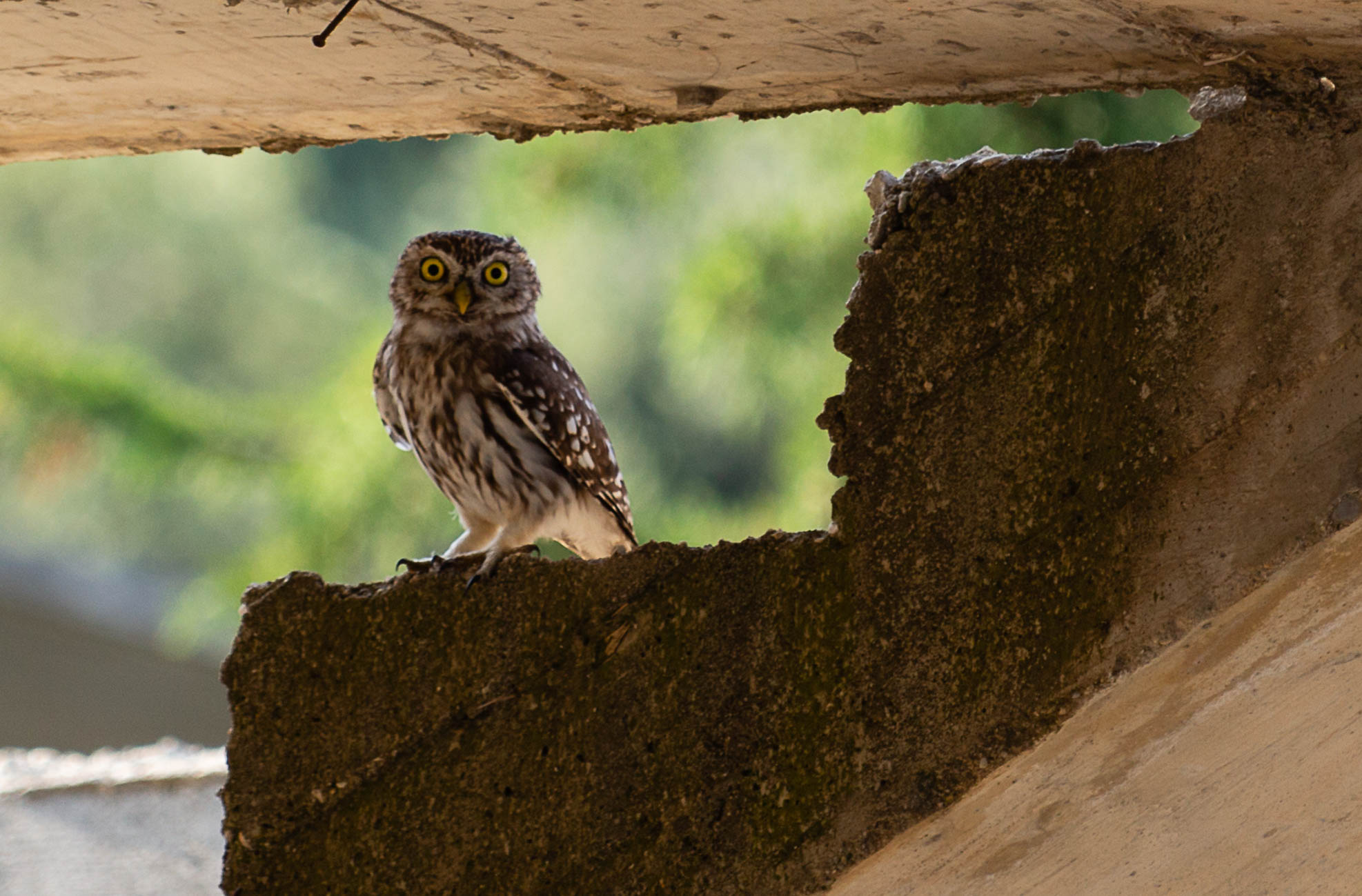 An unusual neighbor!