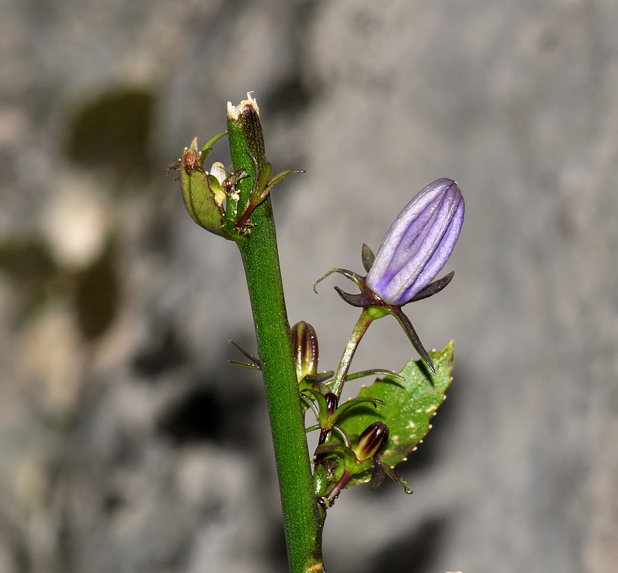 Viola 2