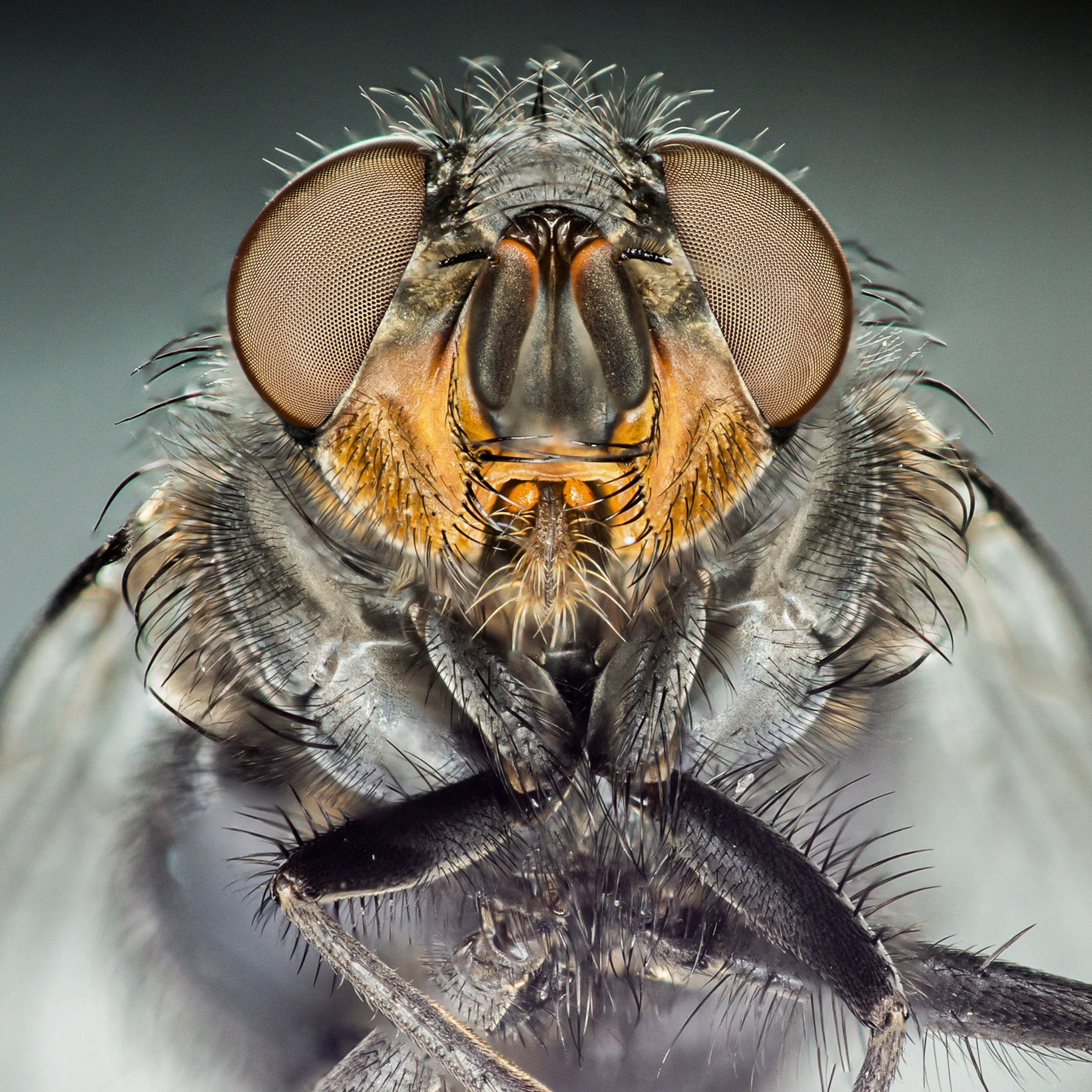 La mia prima macro estrema