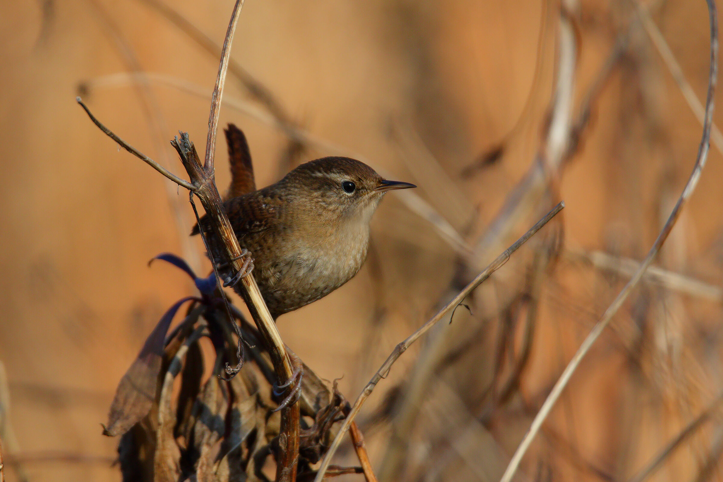 Wren