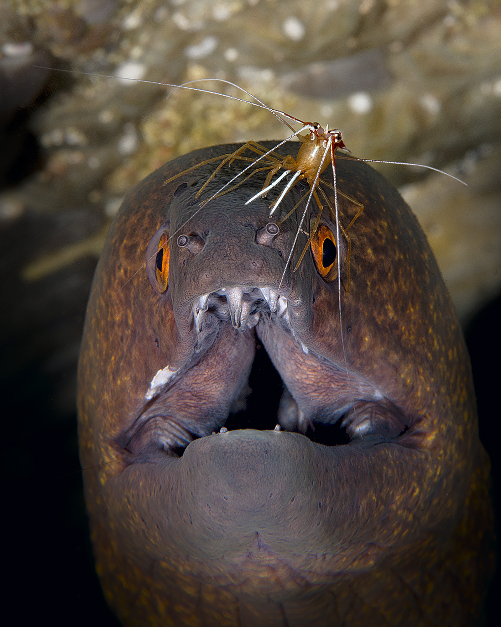 murena e gambero pulitore