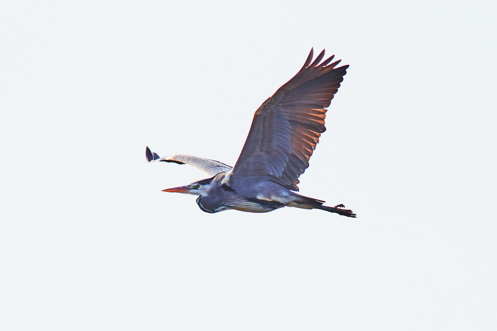Cinerino Heron