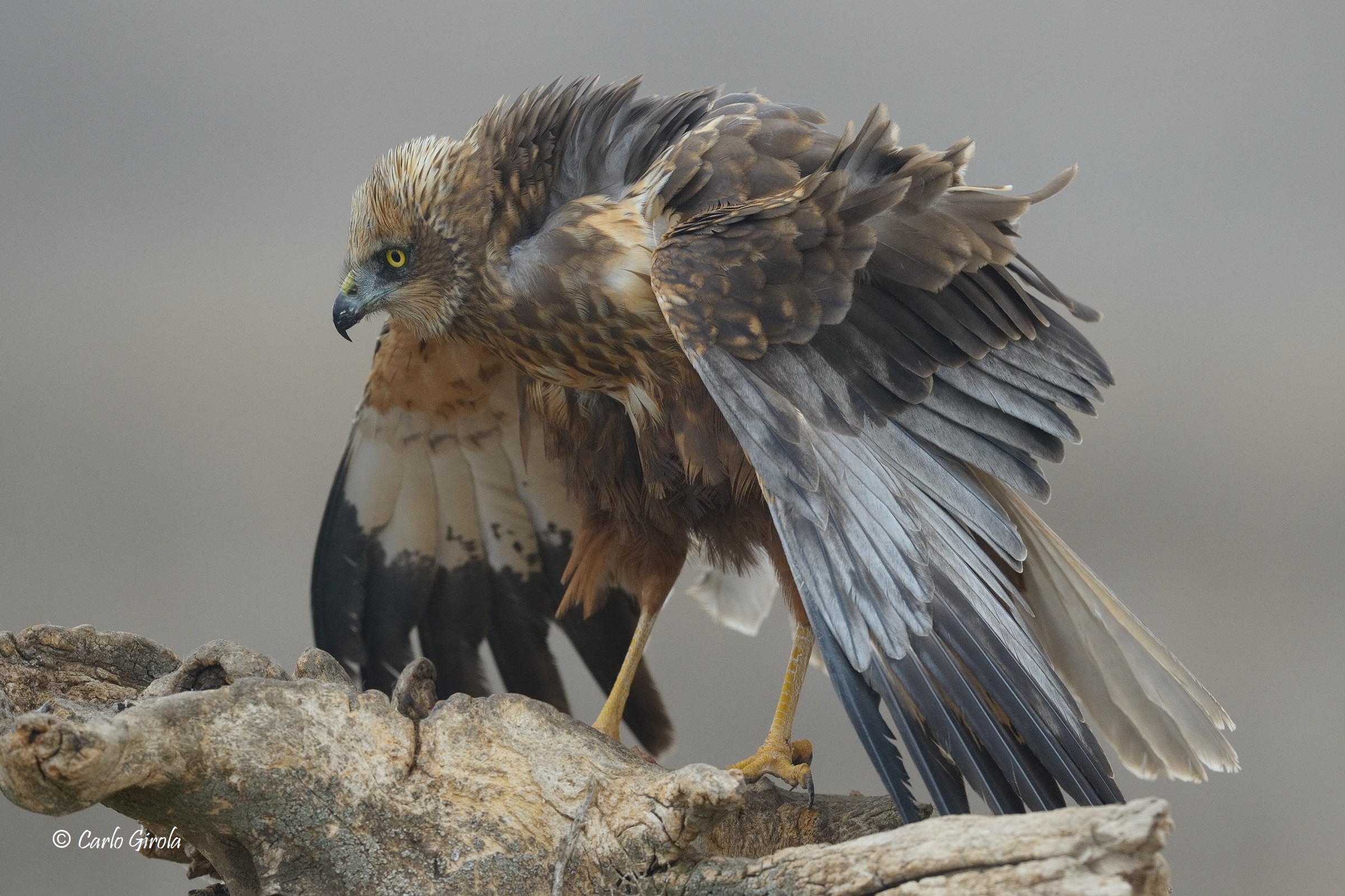 Falco di palude (Circus aeruginosus)