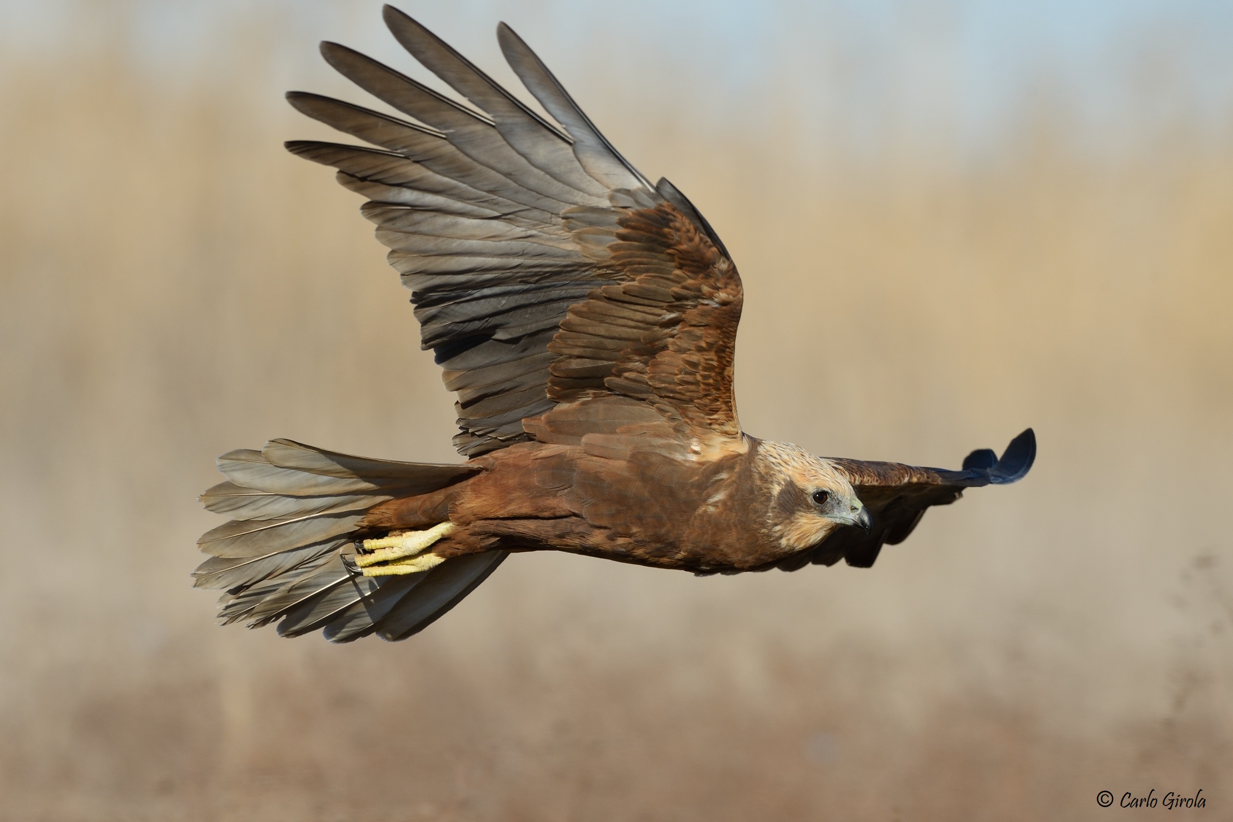 Falco di palude (Circus aeruginosus)