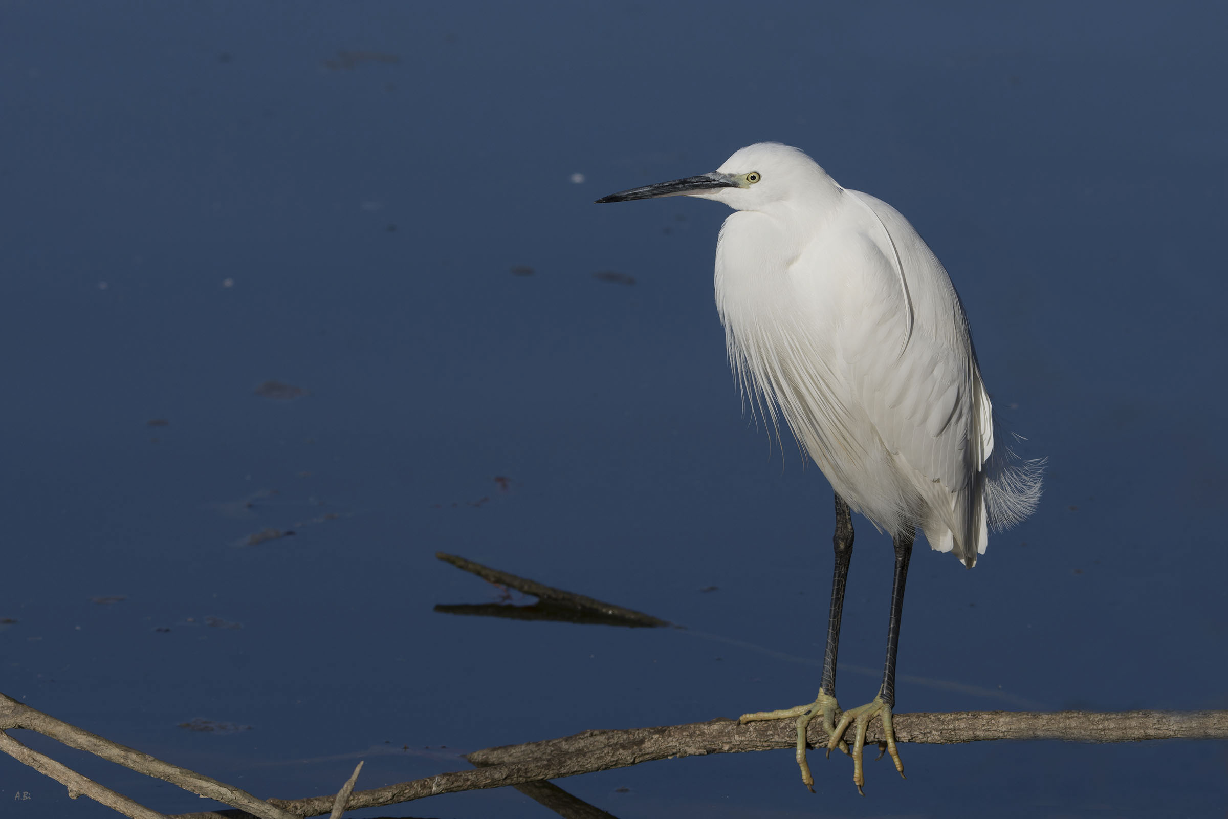 Egrets in Blue