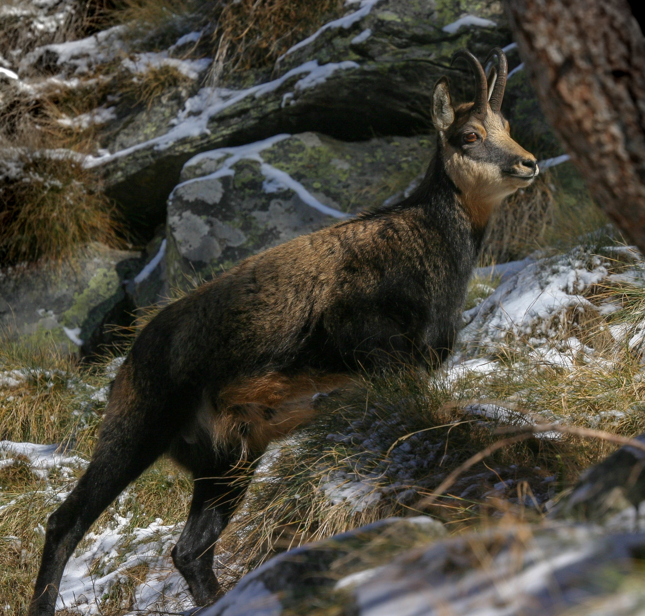 Camoscio nella luce del tramonto