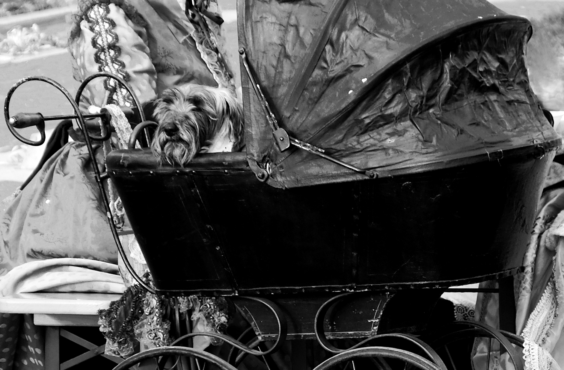 Old dog carriage