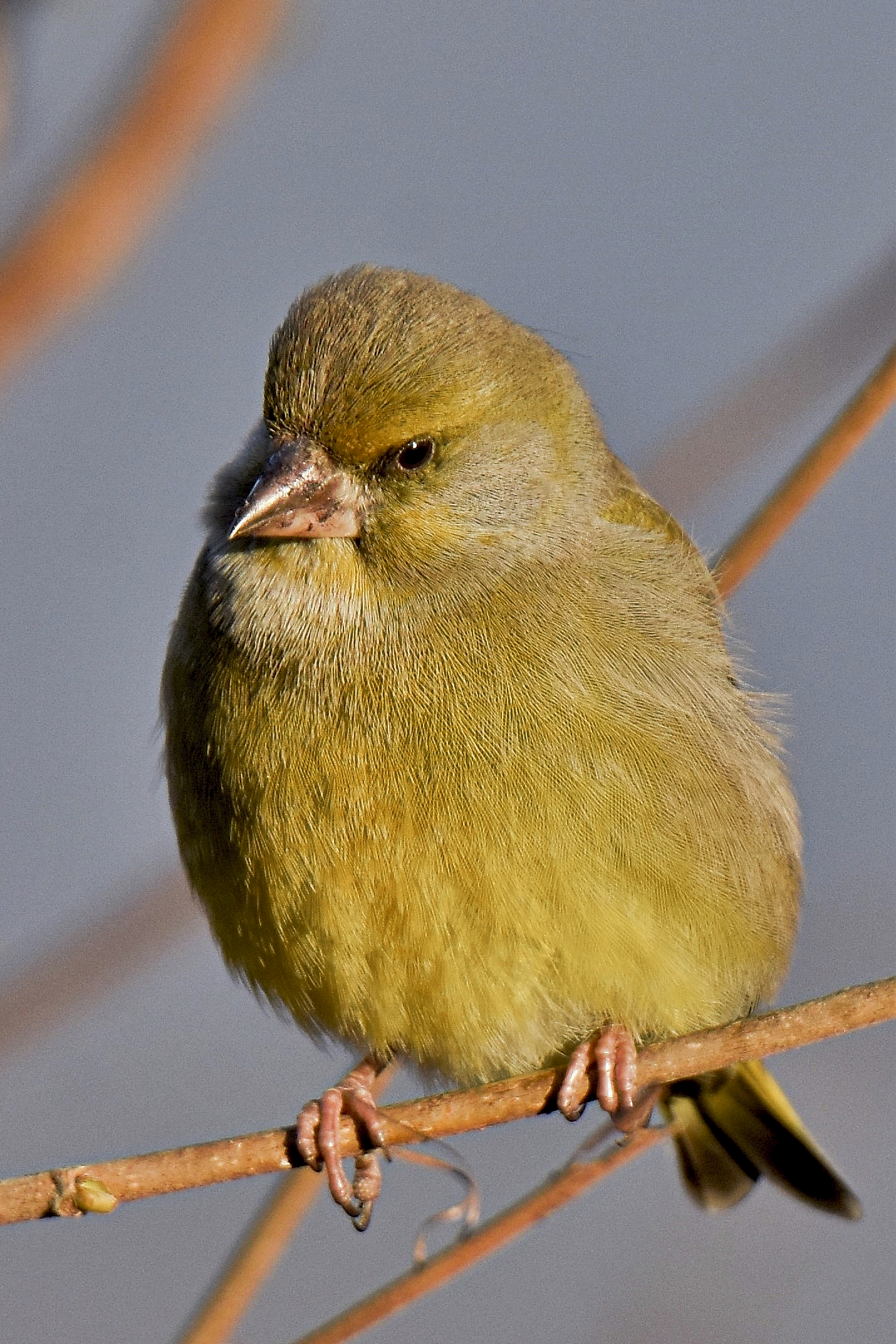 close-up of the green