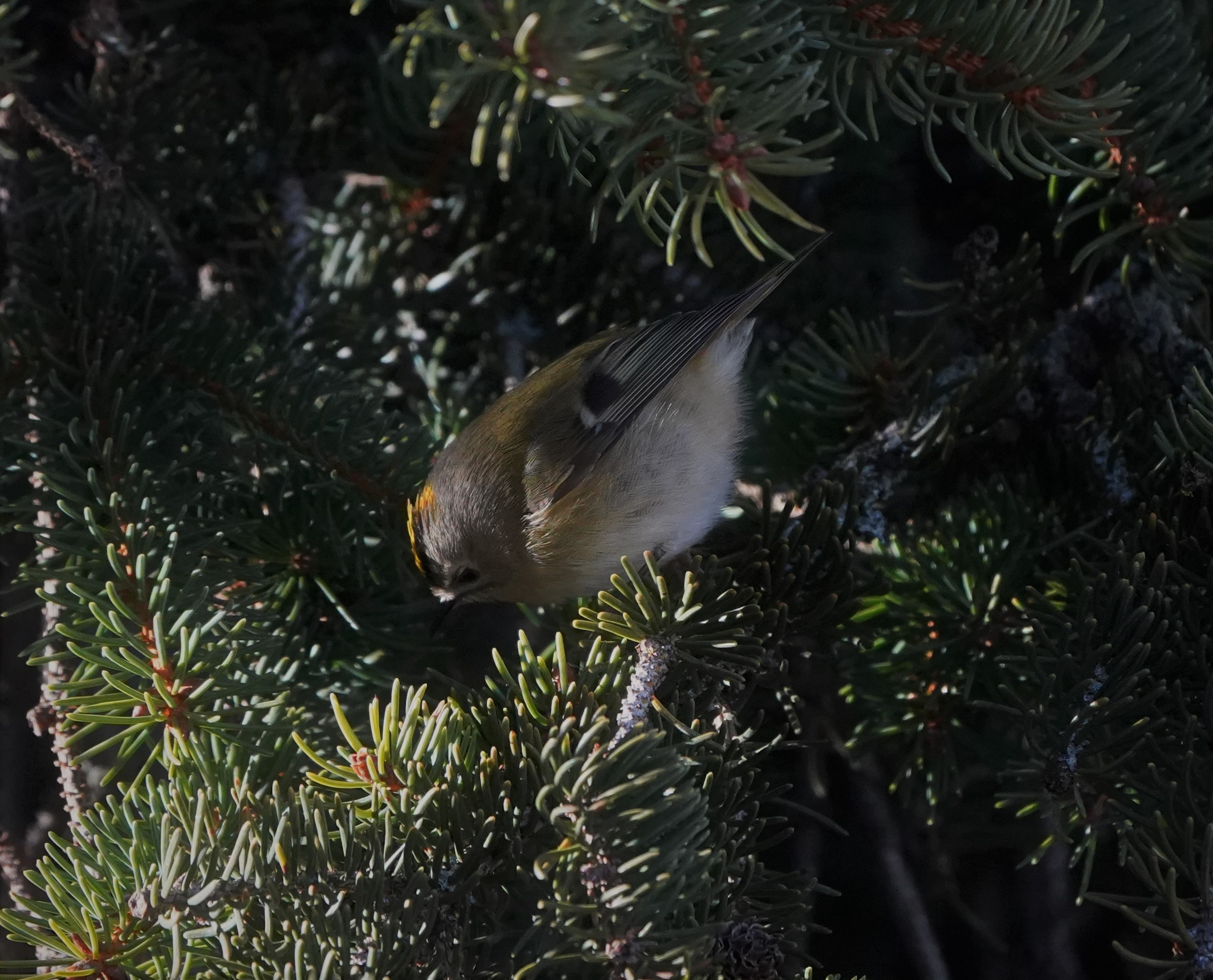 regolo (Regulus regulus)