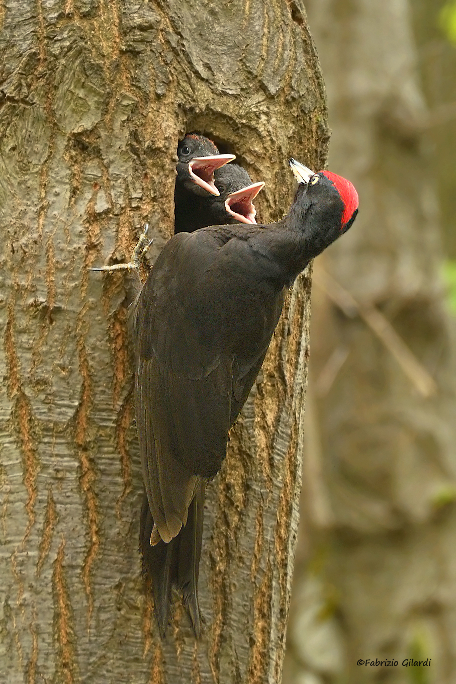 Dryocopus martius (Picchio nero - father & sons)