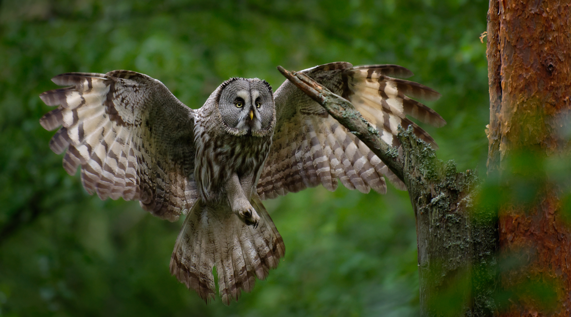 Great Gray Owl