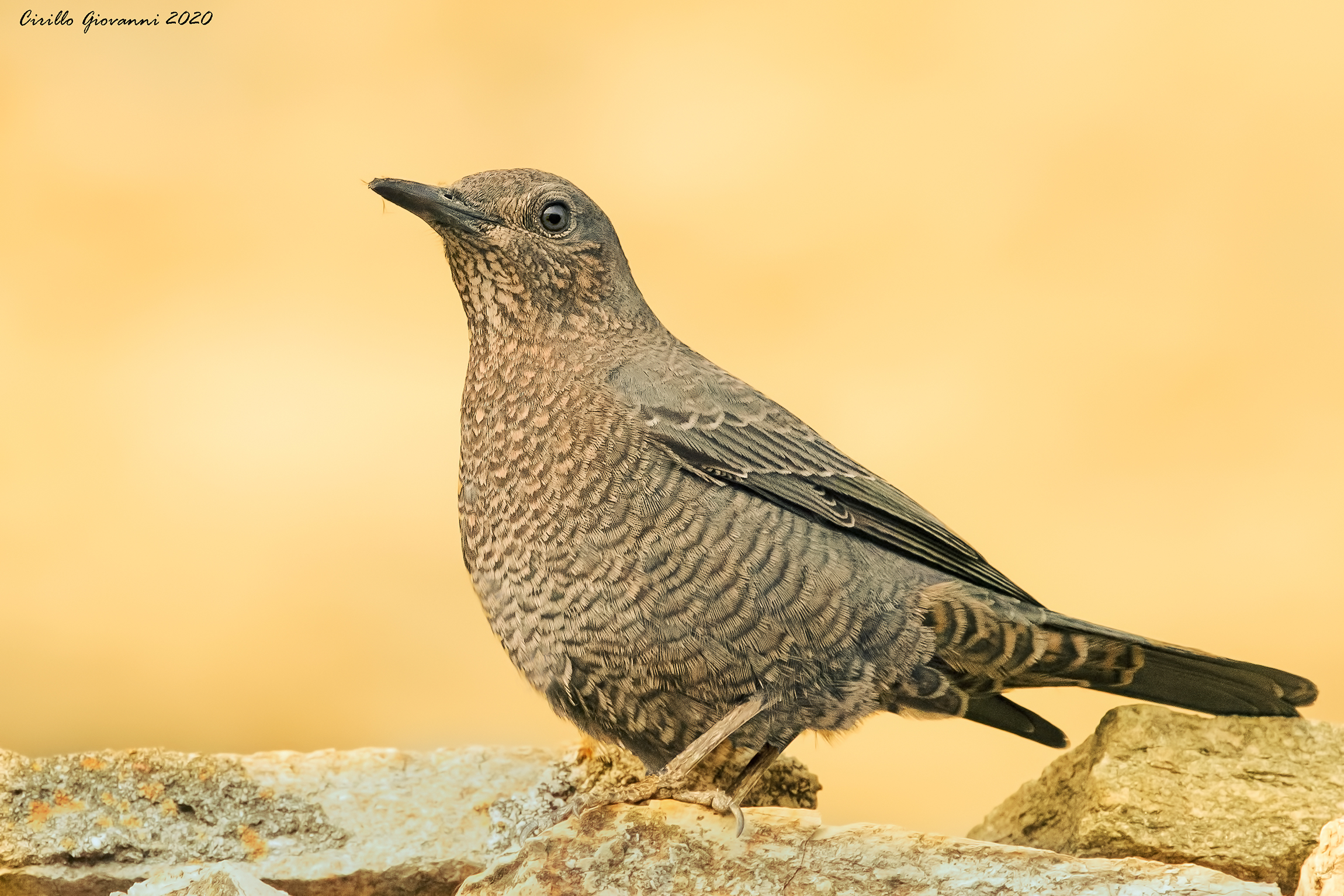 passero solitario femmina
