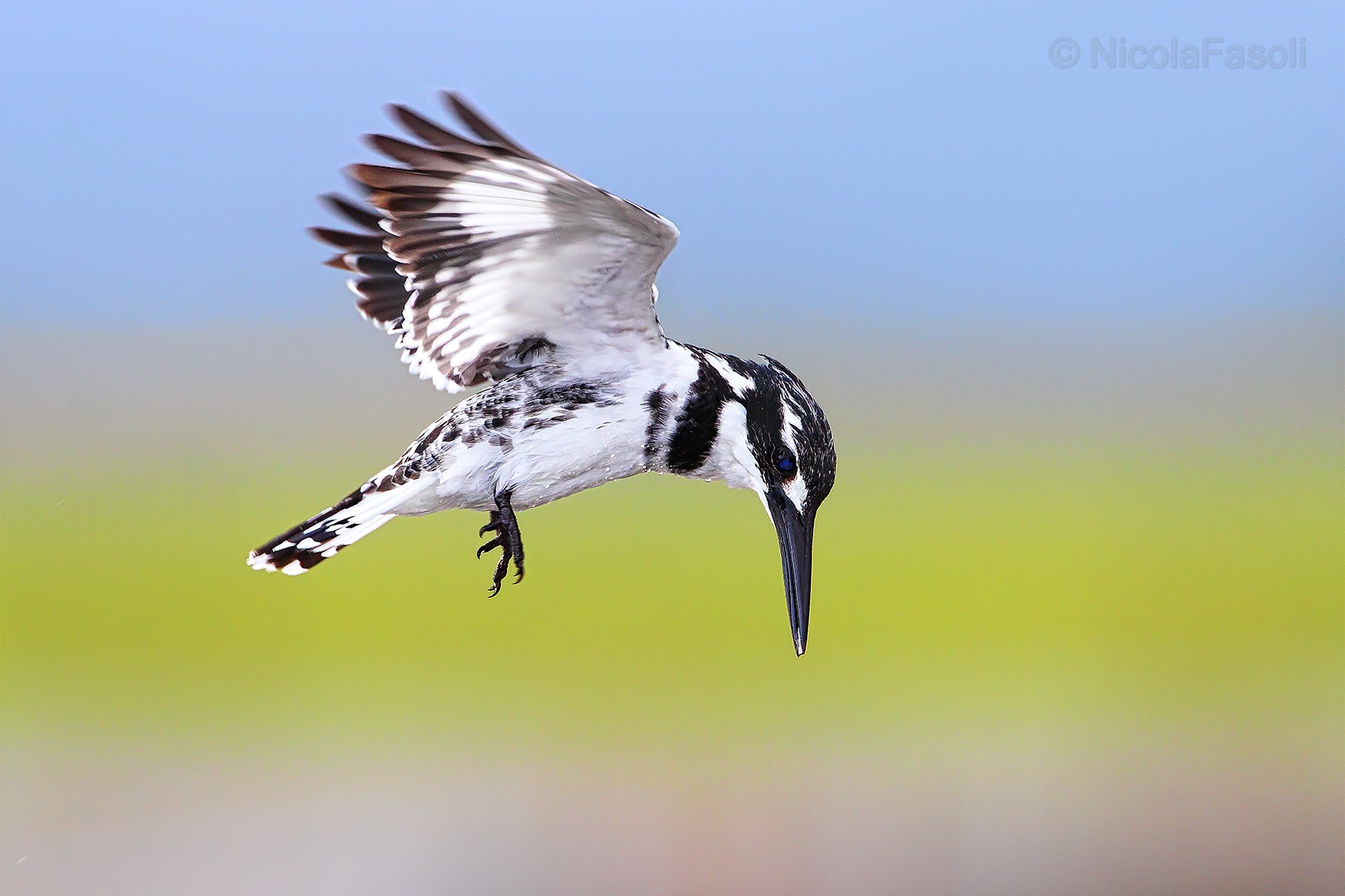 Martin-pescatore bianco e nero ( Pied Kingfisher )