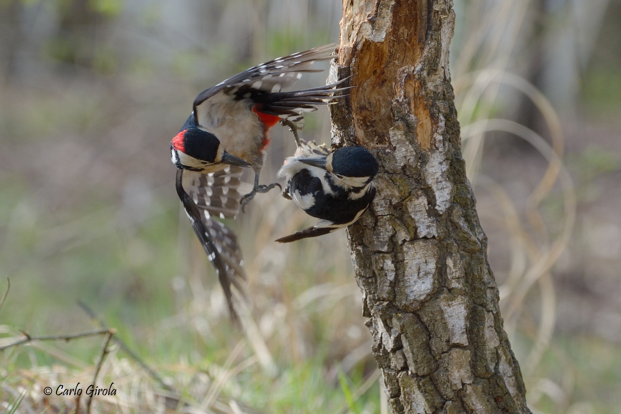 Greater red woodpecker (Dendrocopos major)