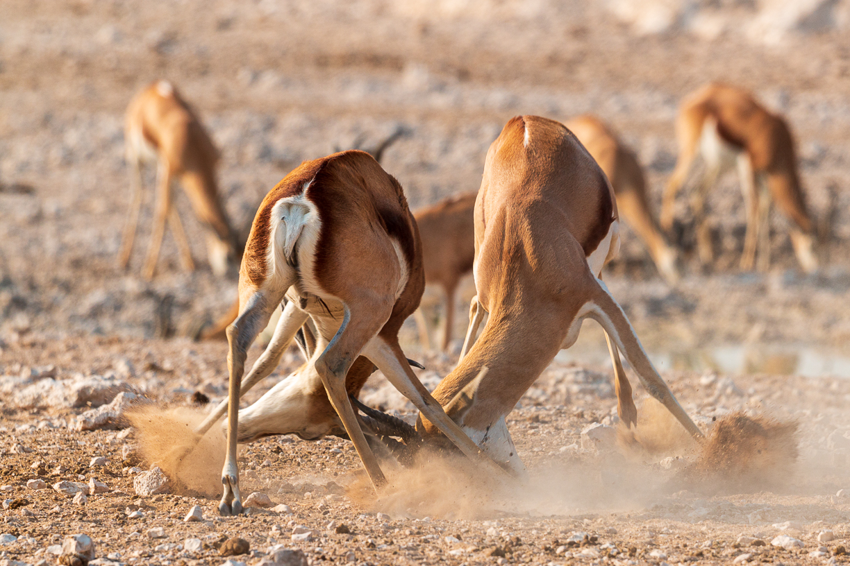 Springboks in Etosha National Park - Namibia