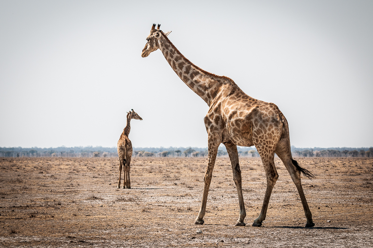 Giraffes in Etosha National Park - Namibia