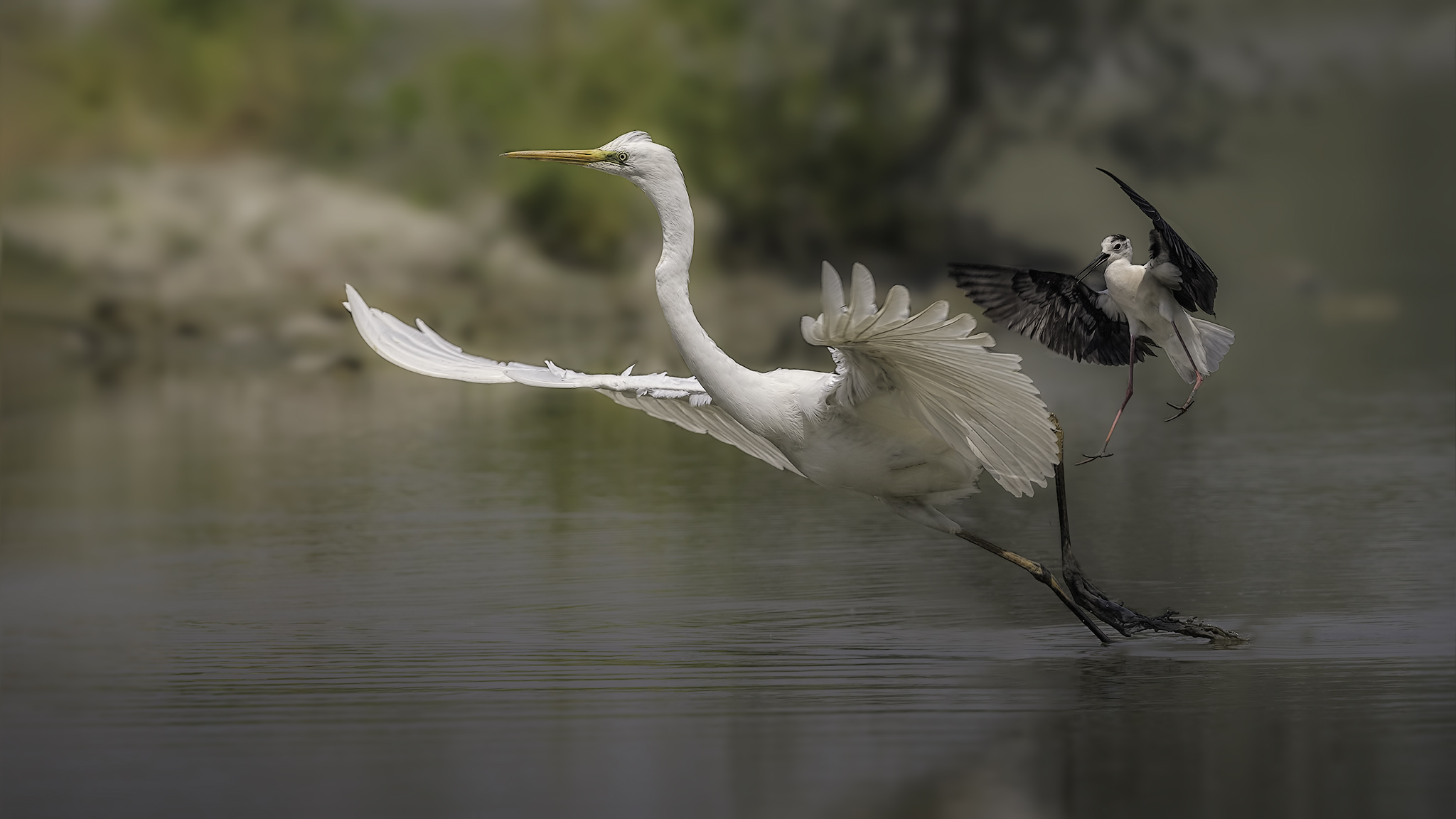 Cavaliere d'Italia vs Airone