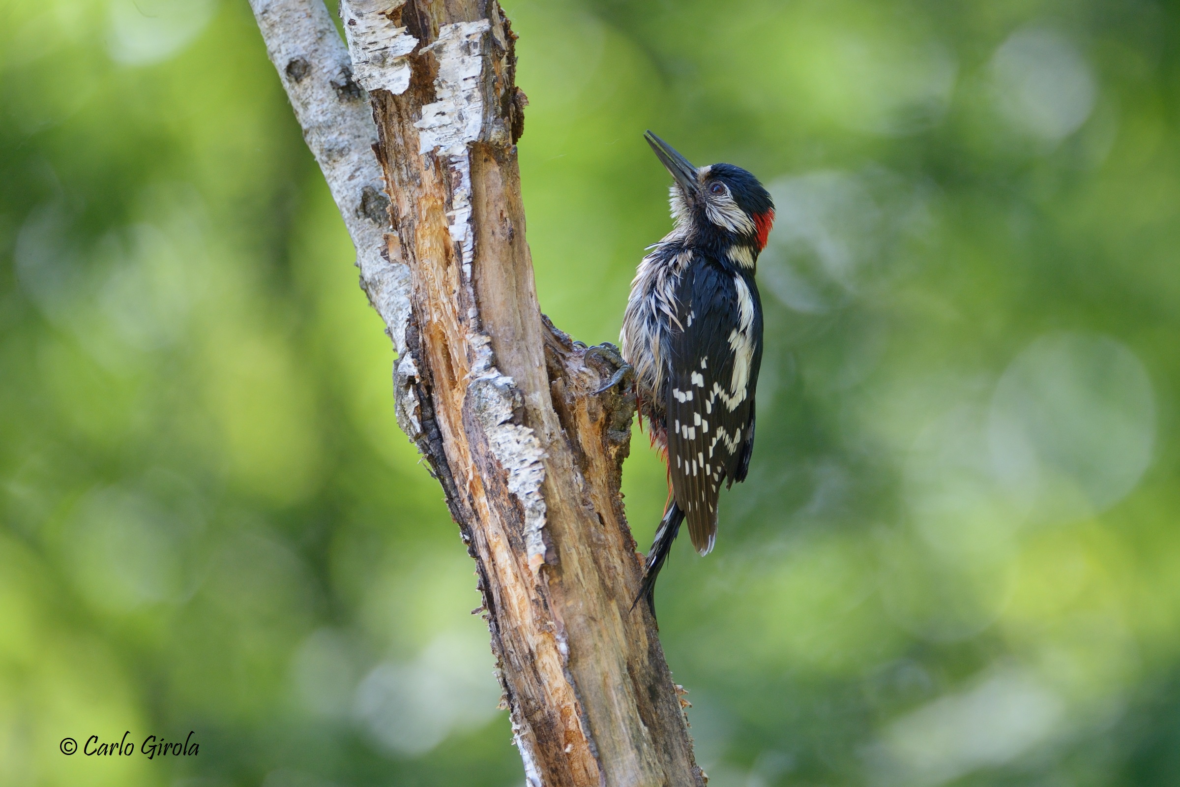 Greater red woodpecker (Dendrocopos major)