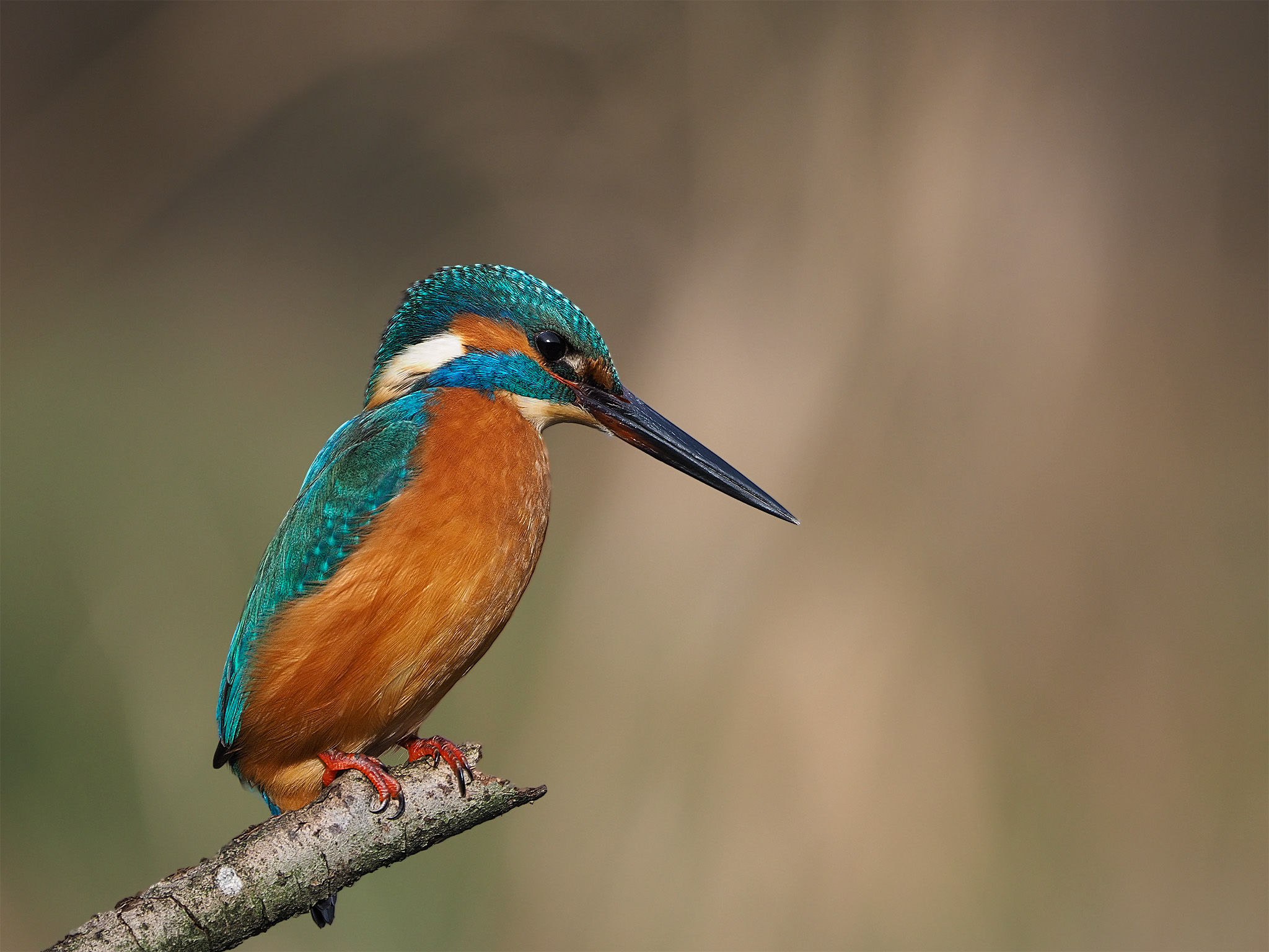 Martin Fisherman (Alcedo Atthis)