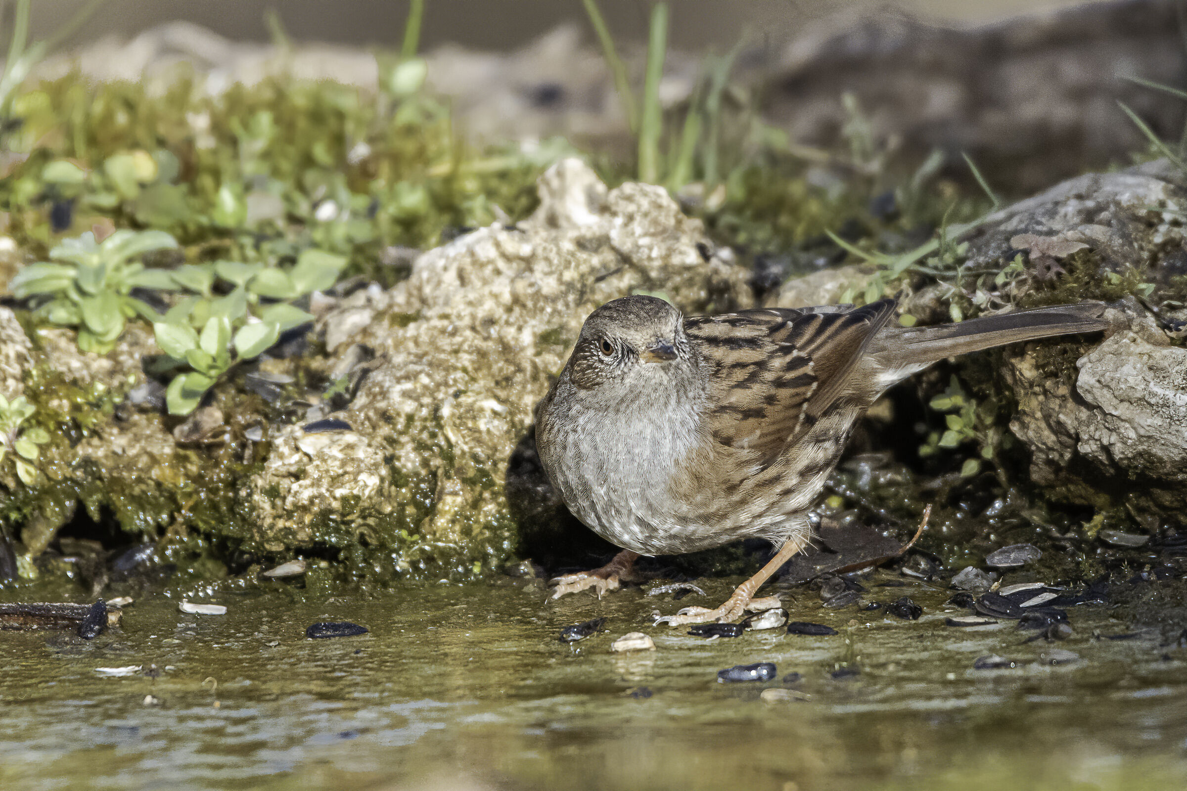 The sparrow scopaiola