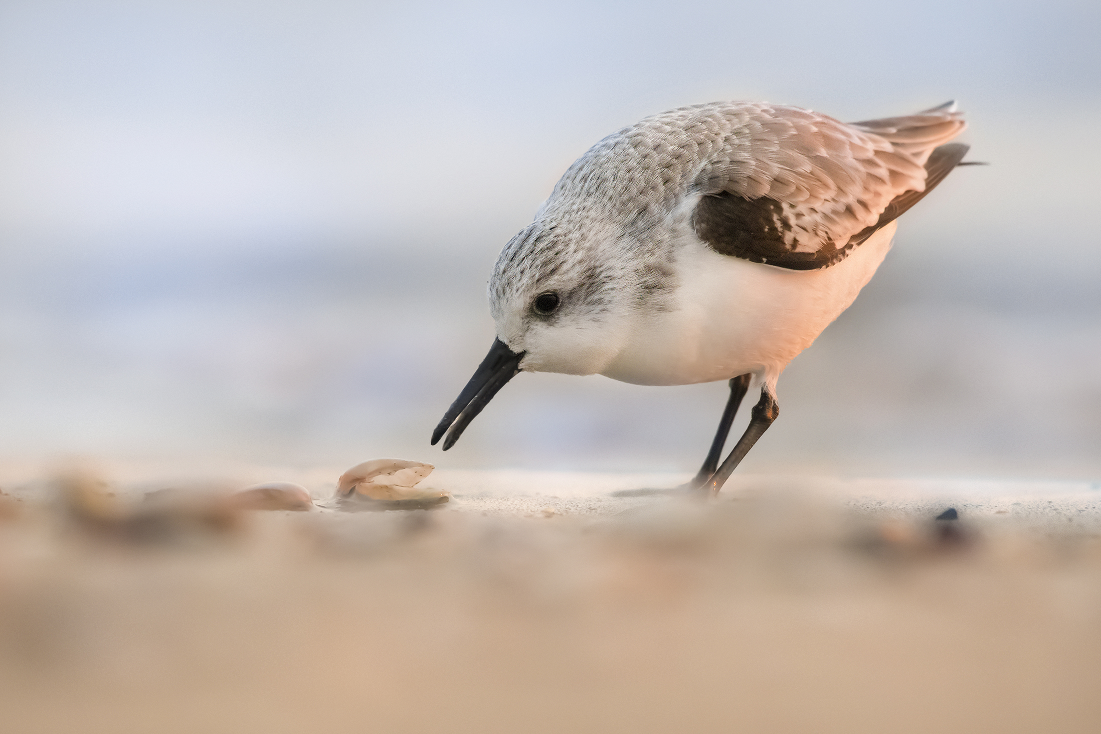 piovanello tridattilo