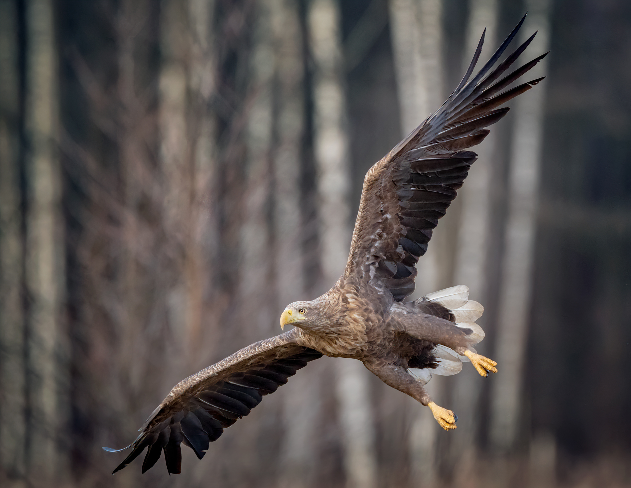 White tailed eagle 4