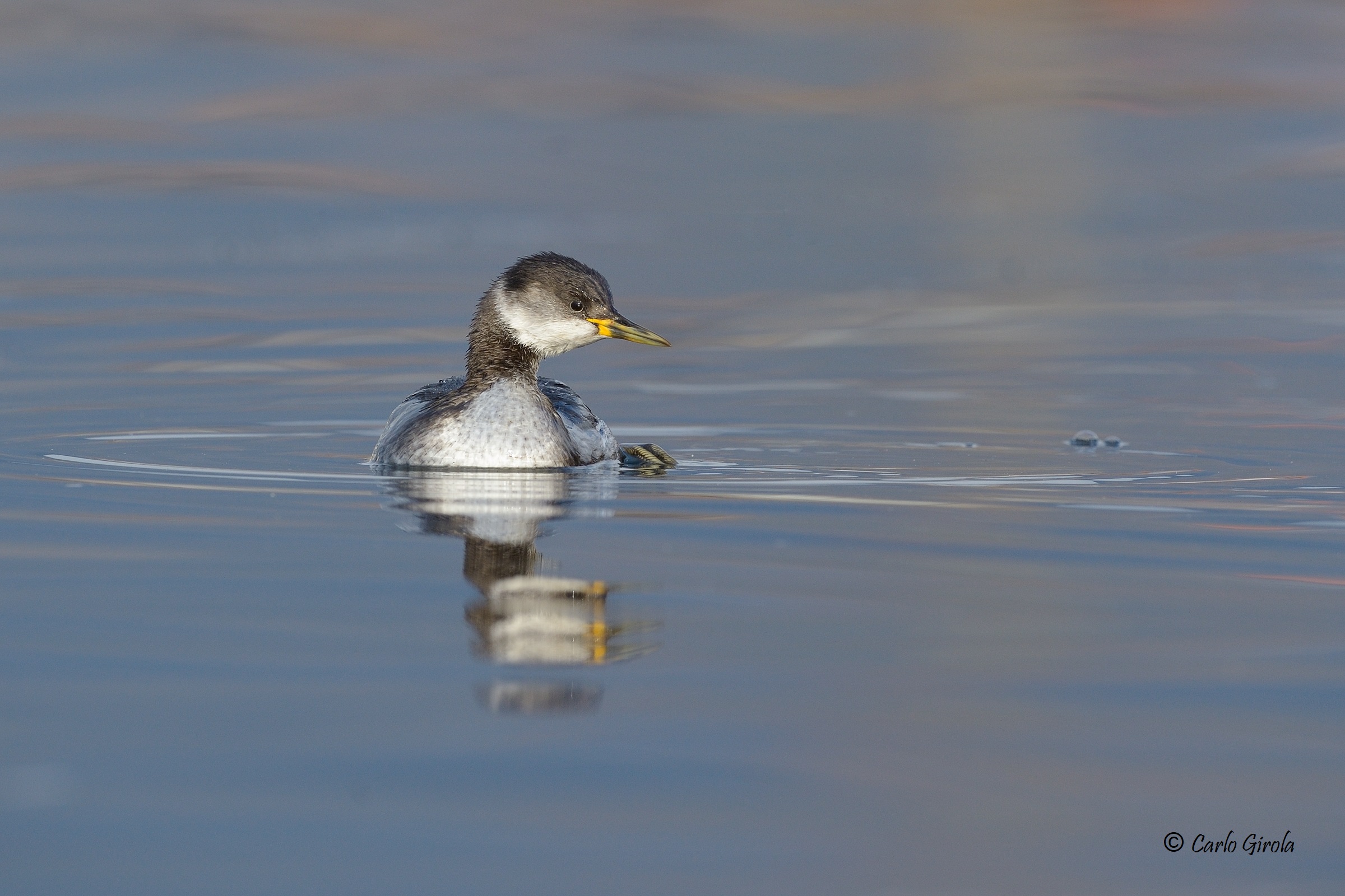 Red-necked vassal (Podiceps grisegena)
