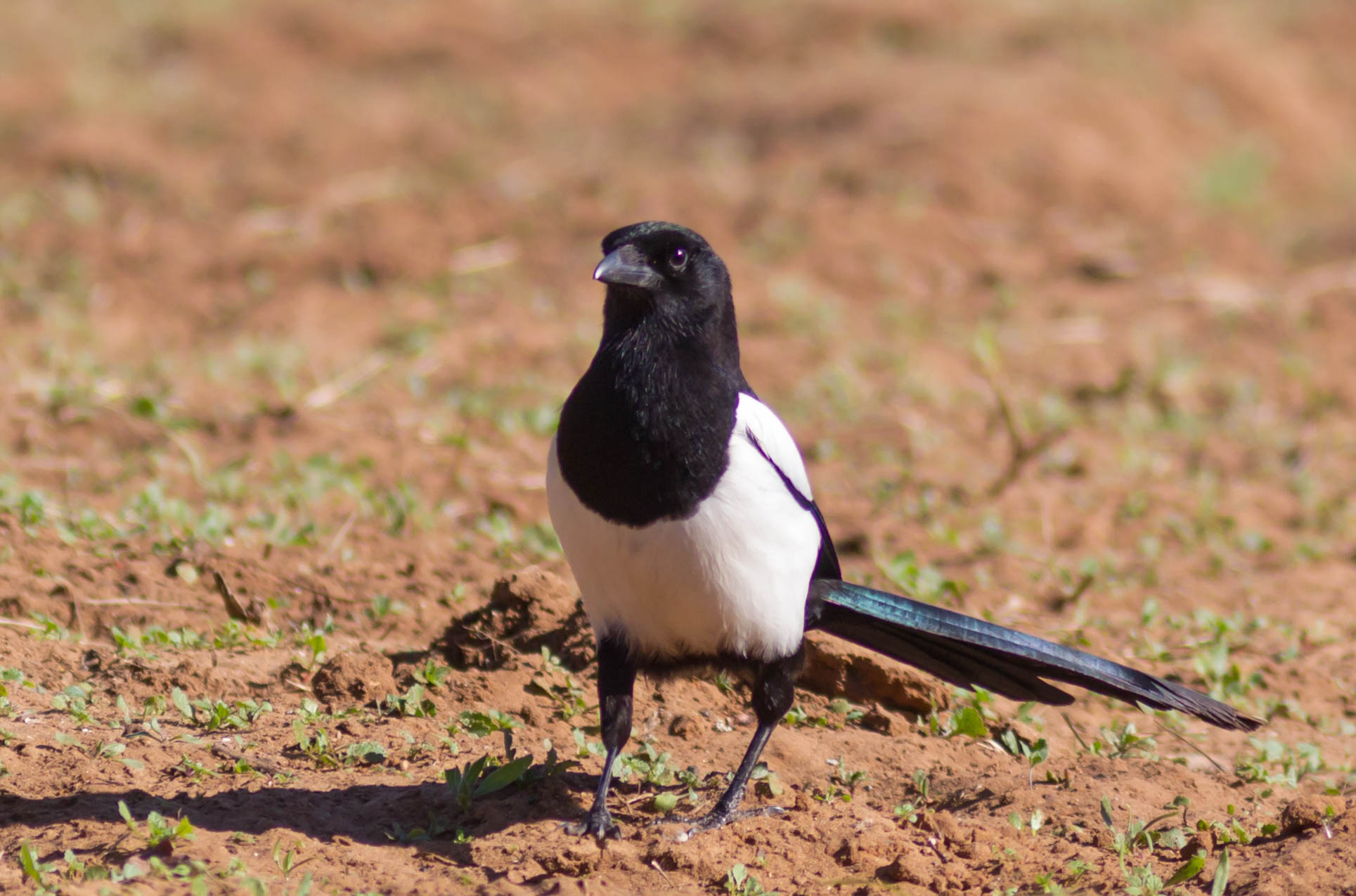 Sempre con la coda di traverso