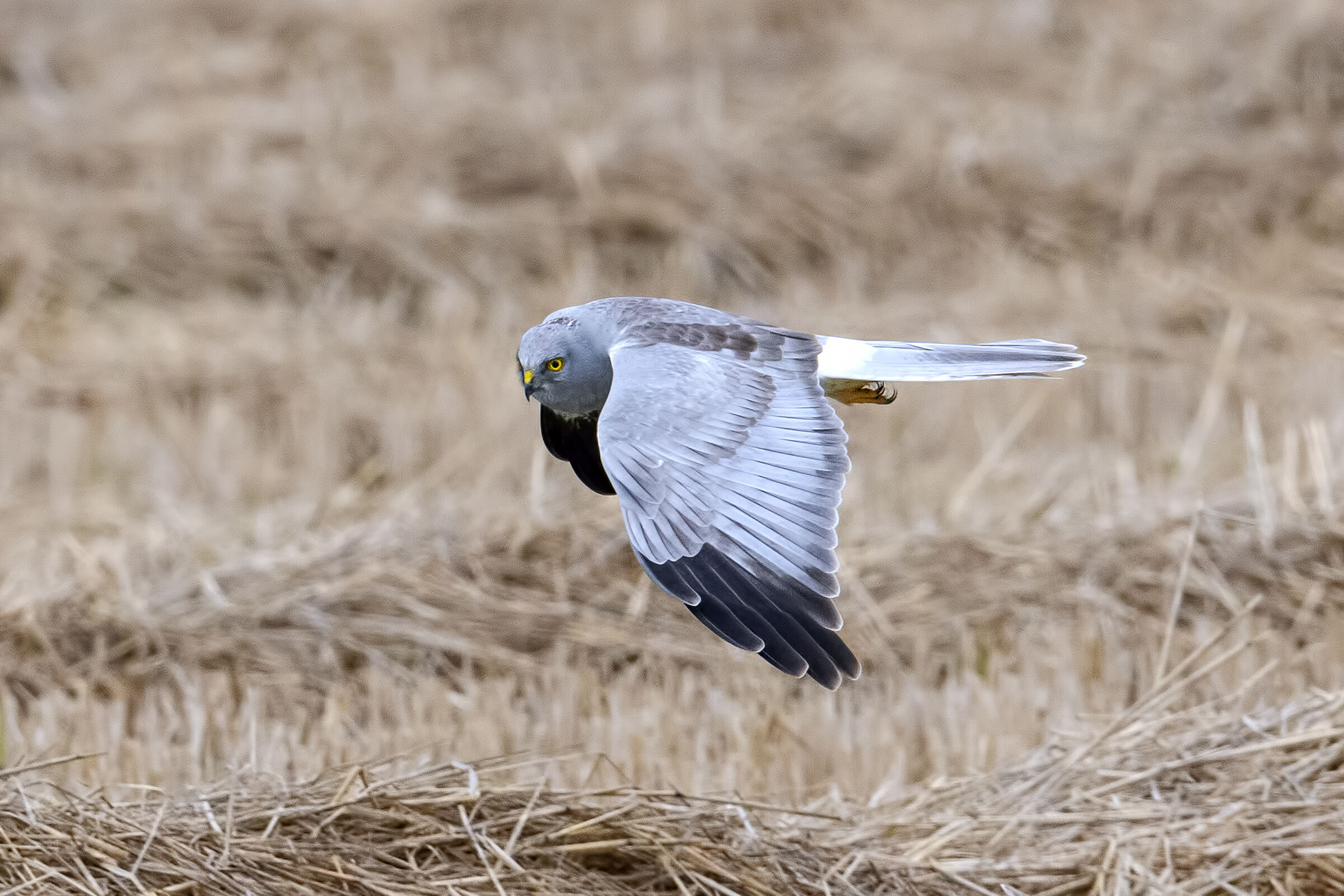 Albanella reale maschio