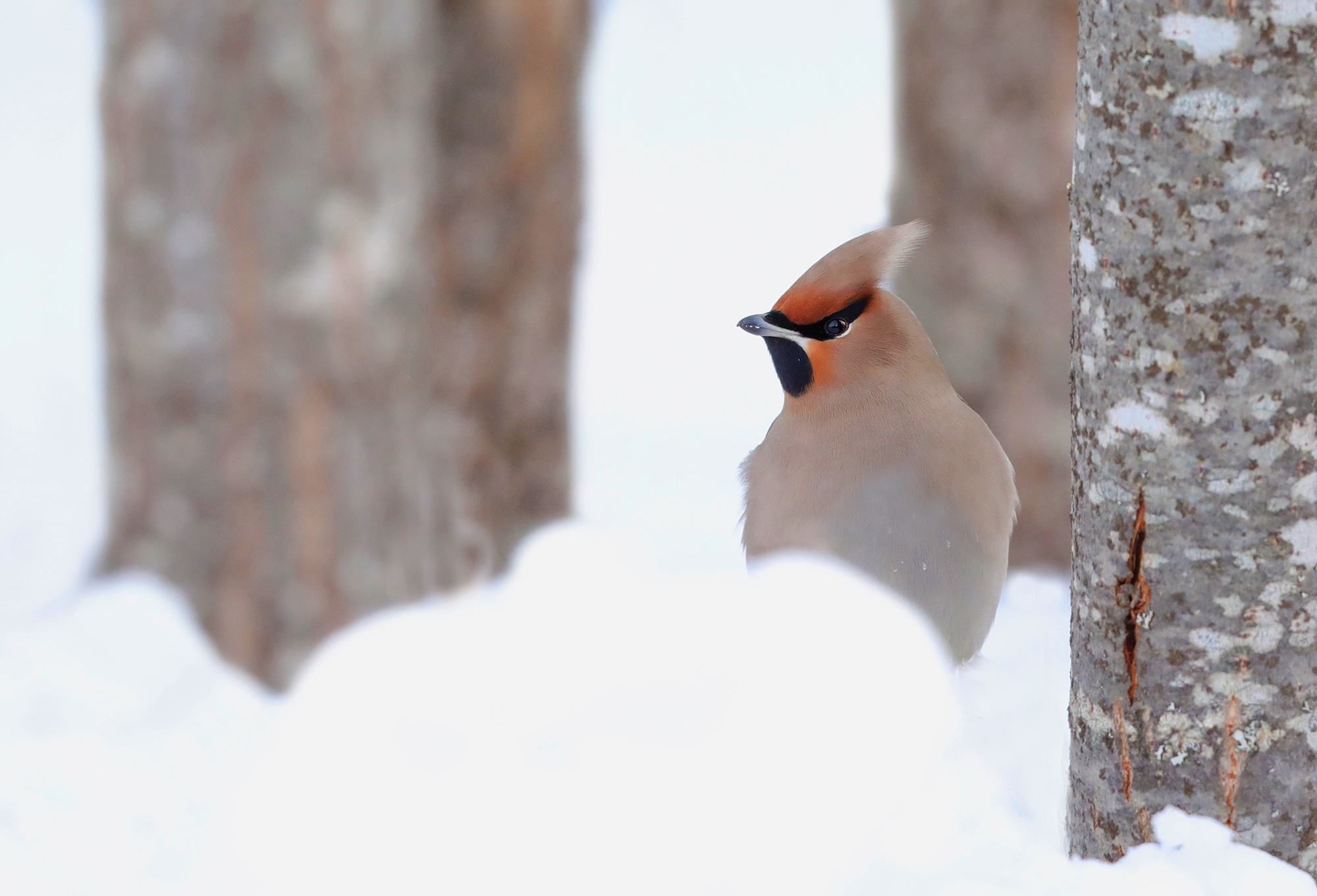 beccofrusone nel bosco innevato