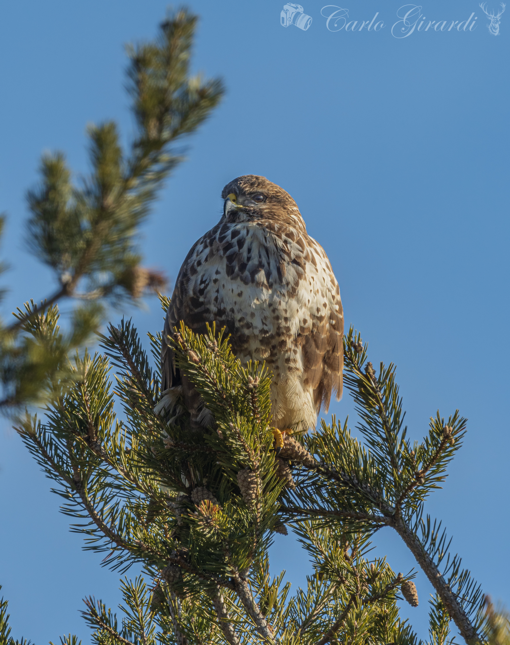 Buteo Buteo