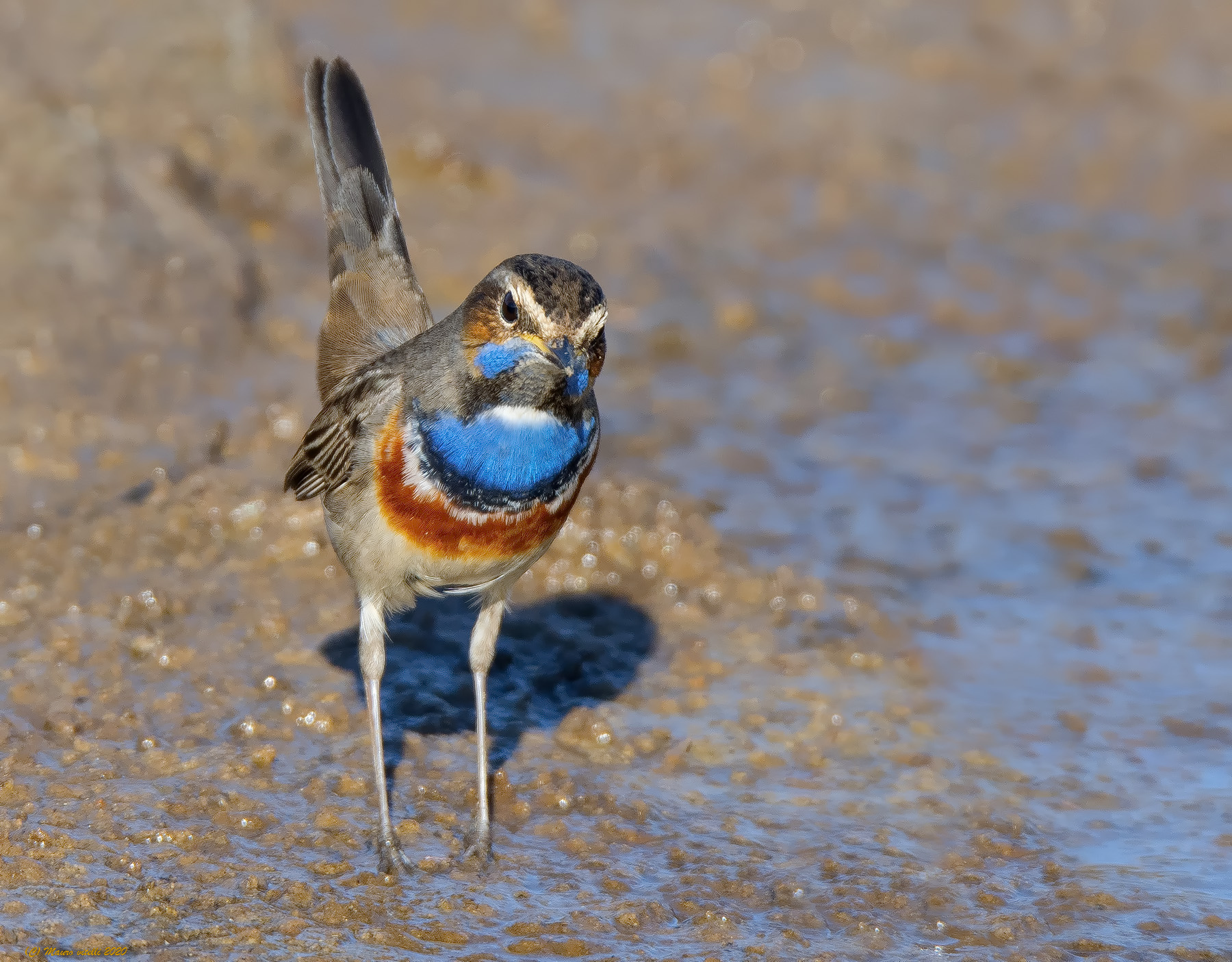 Pettazzurro (Luscinia svecica)