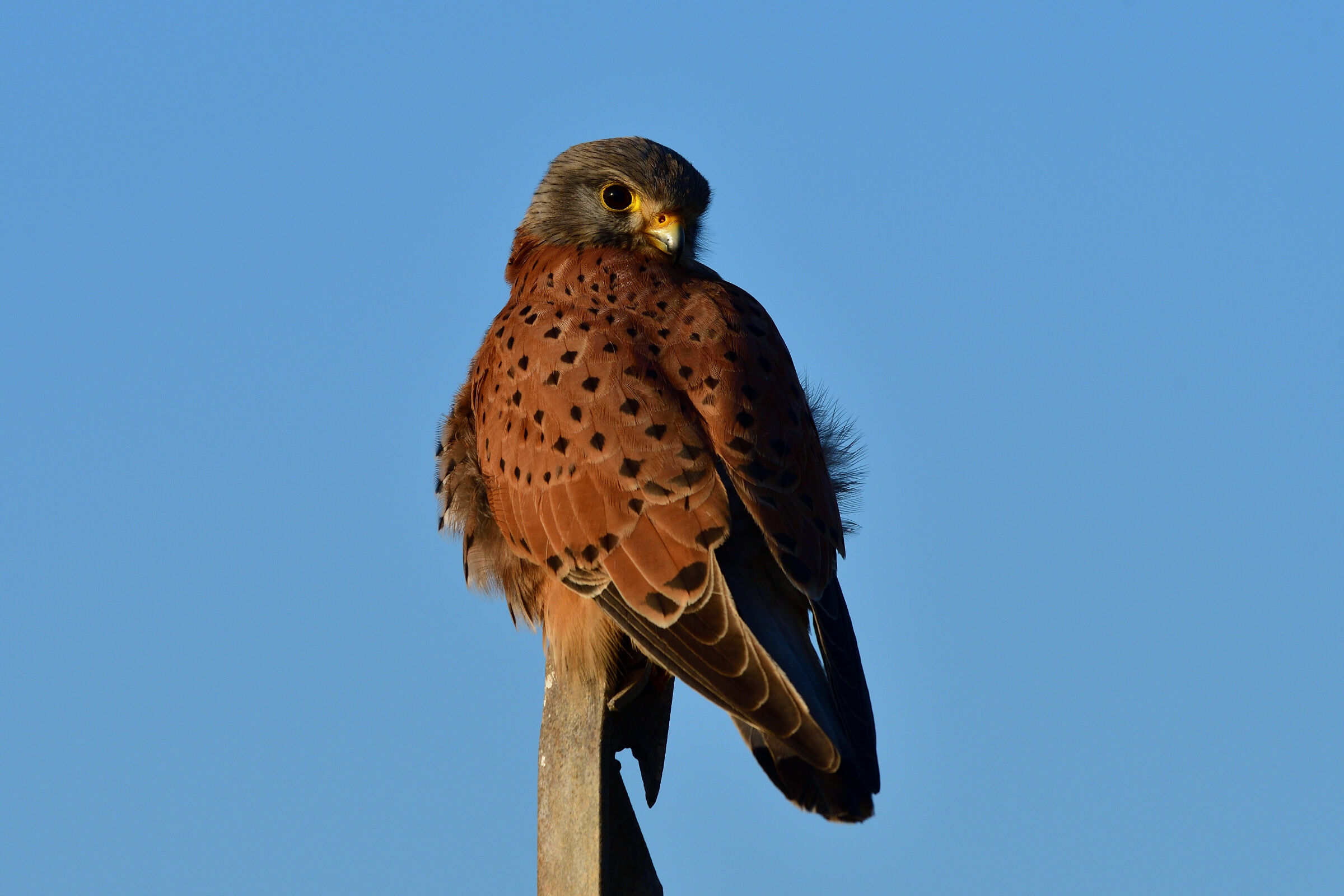 Kestrel