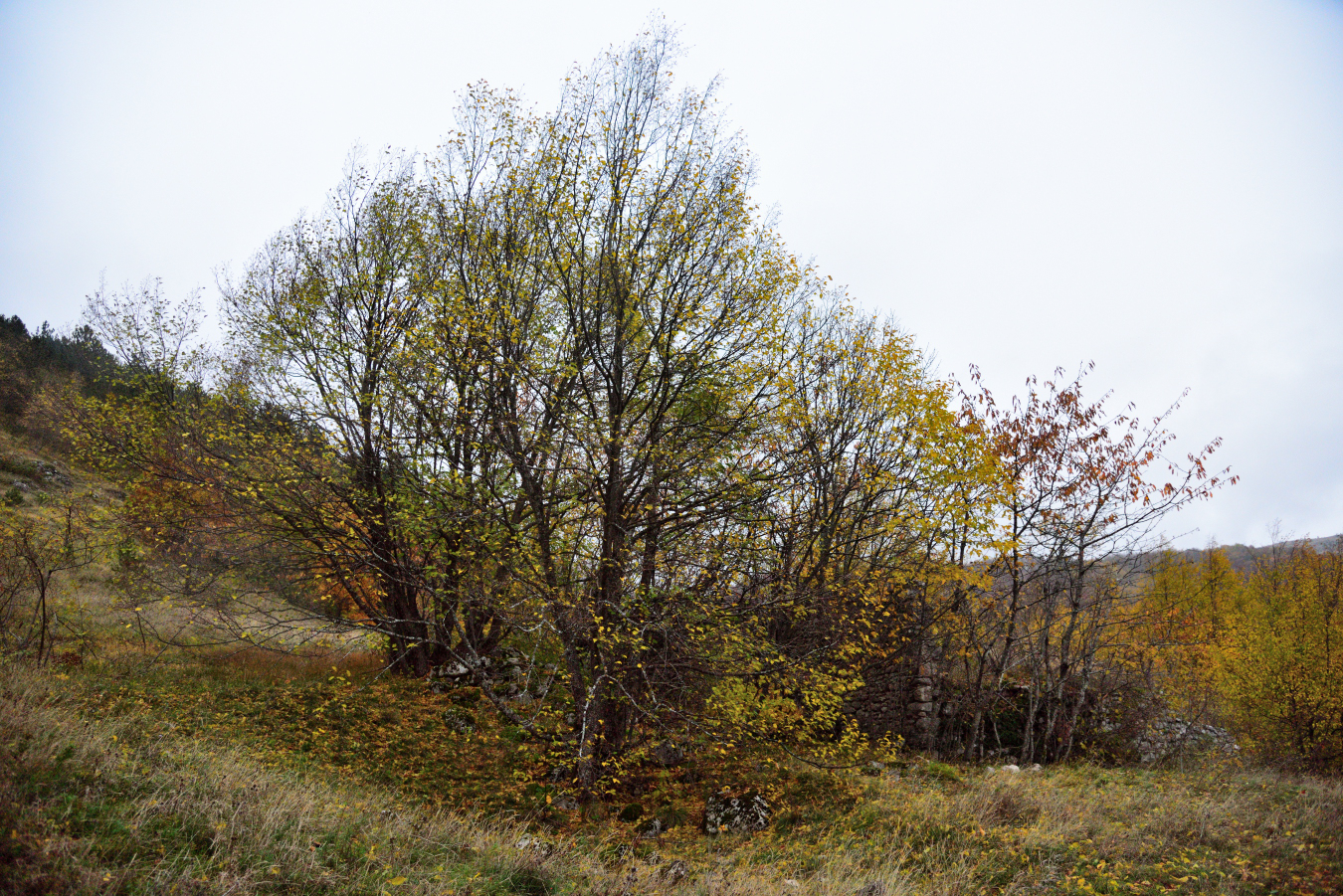 Cercare colori nella pioggia