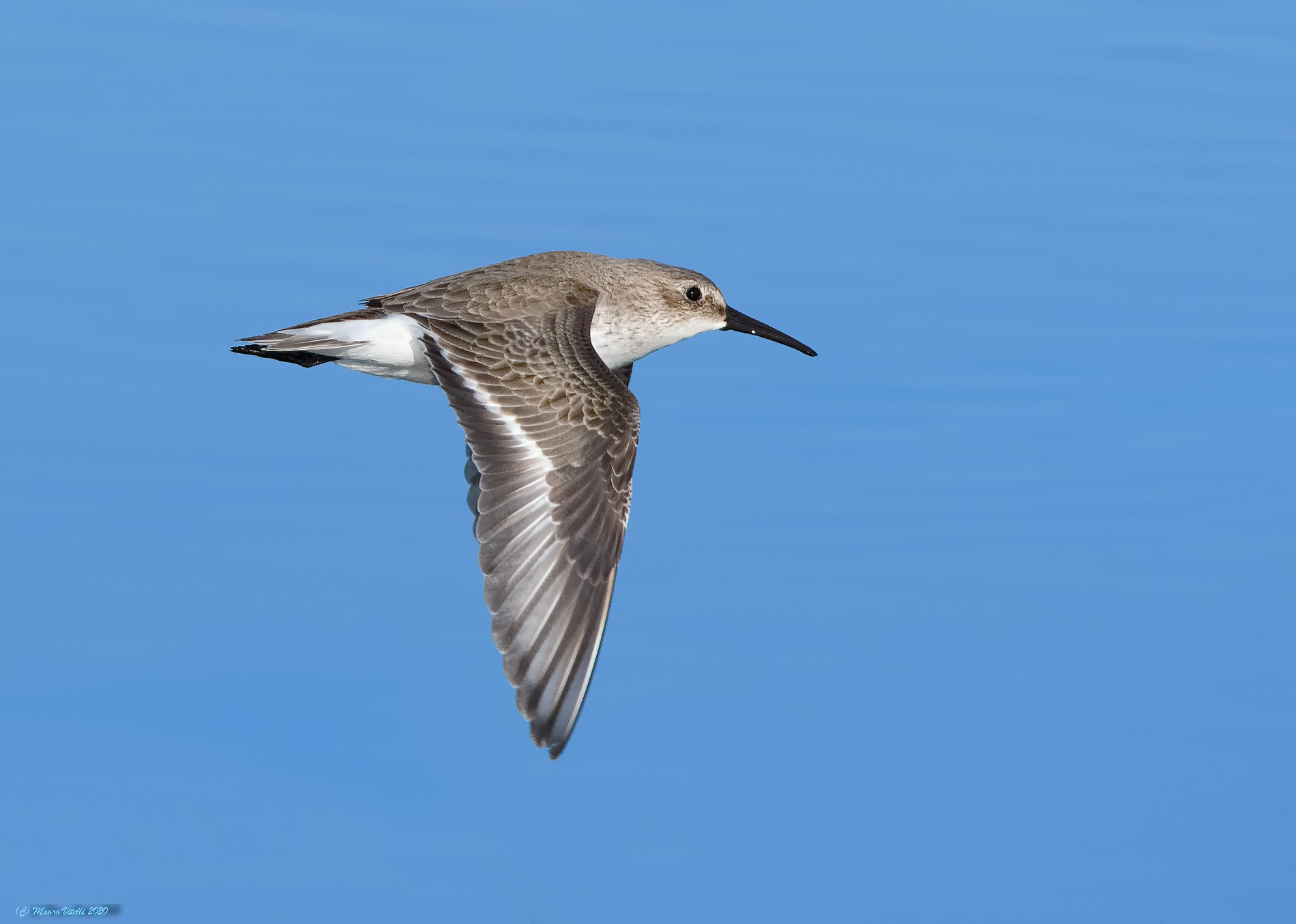 Black-bellied piovanello (alpine calidris)